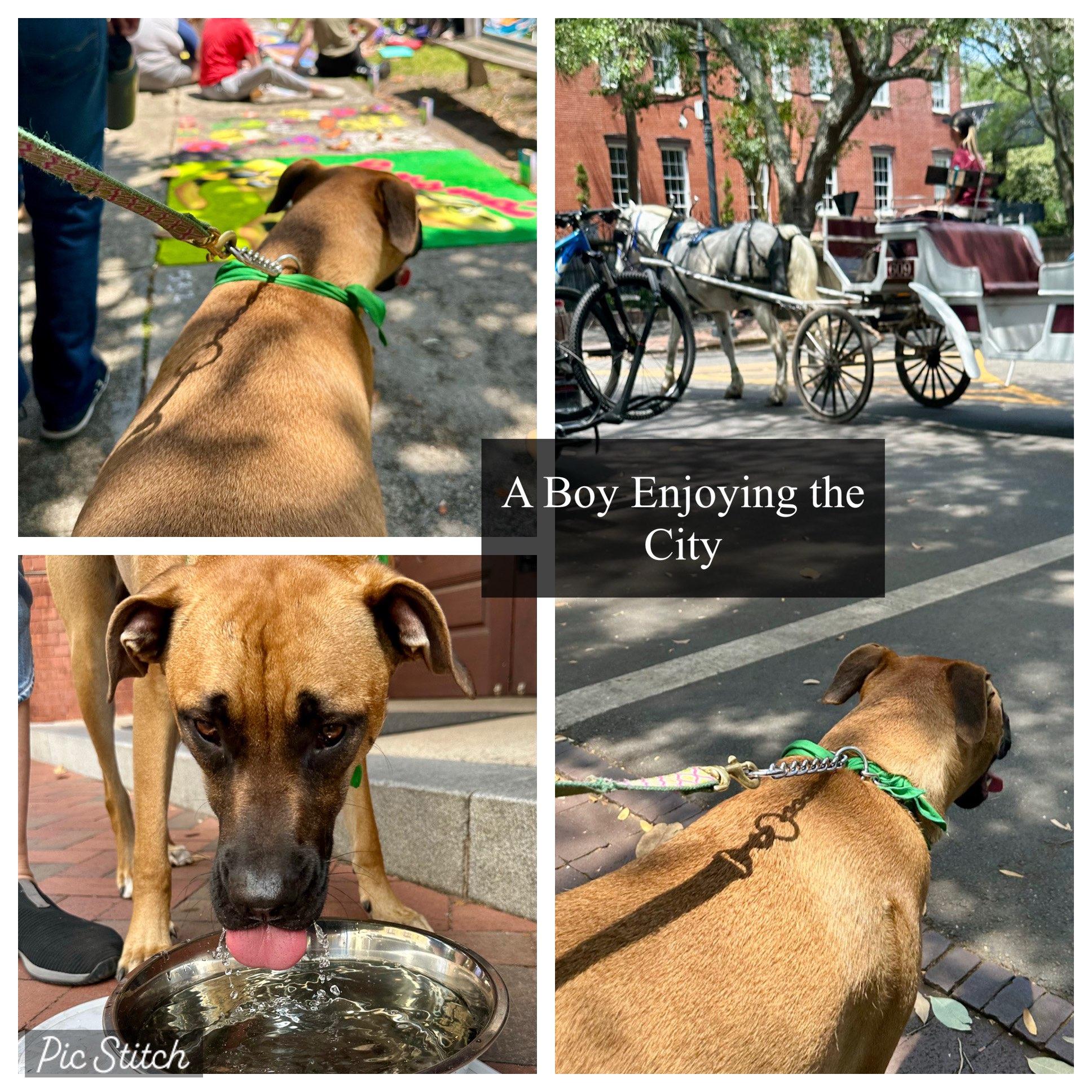 Enlarge Toby, a Adoptable mixed breed in Savannah, GA image 2/5