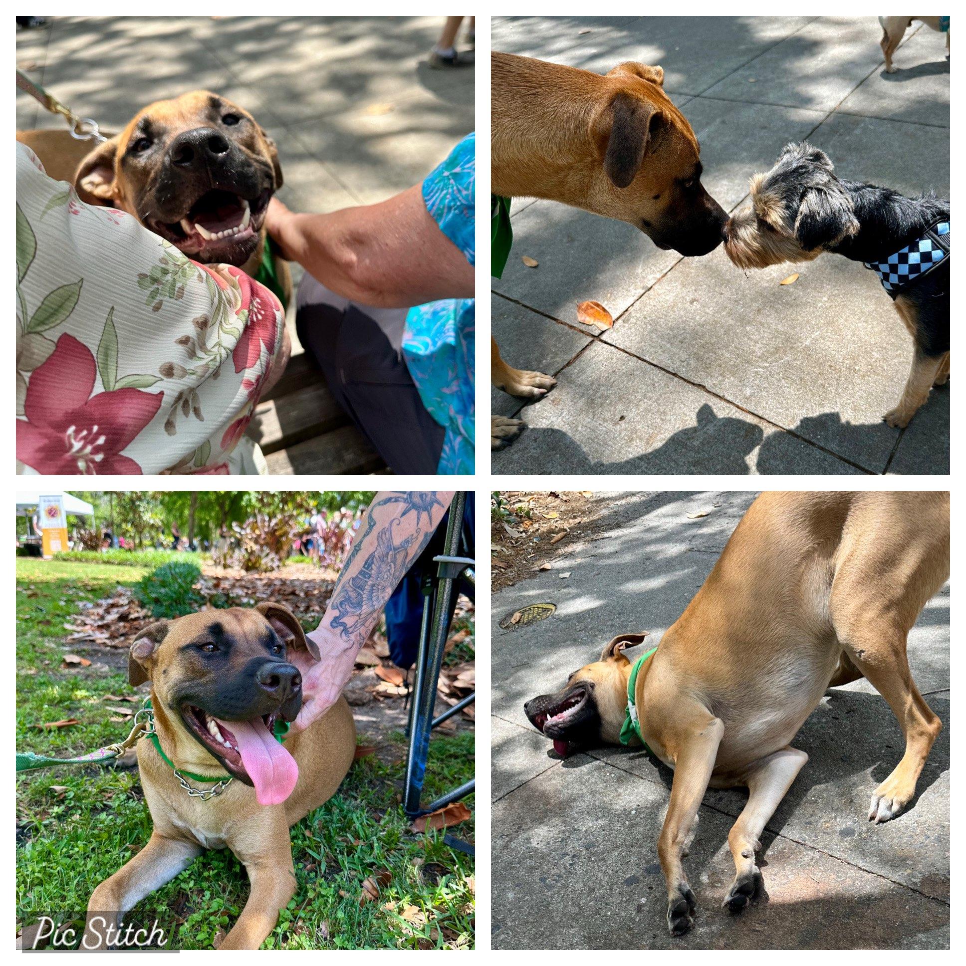 Enlarge Toby, a Adoptable mixed breed in Savannah, GA image 5/5