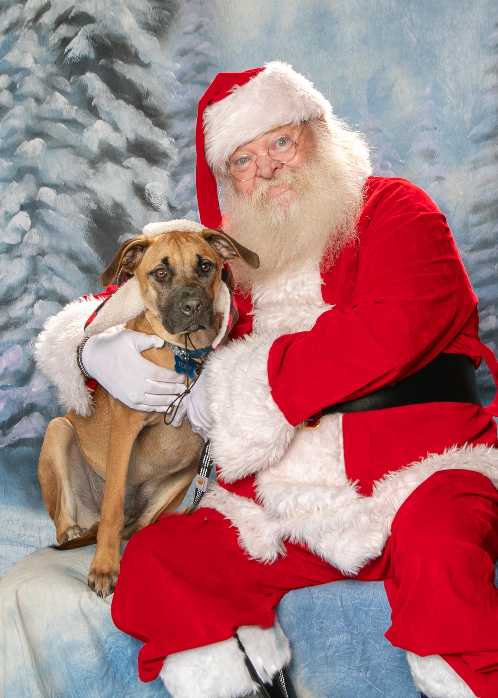 Enlarge Toby, a Adoptable mixed breed in Savannah, GA image 1/5