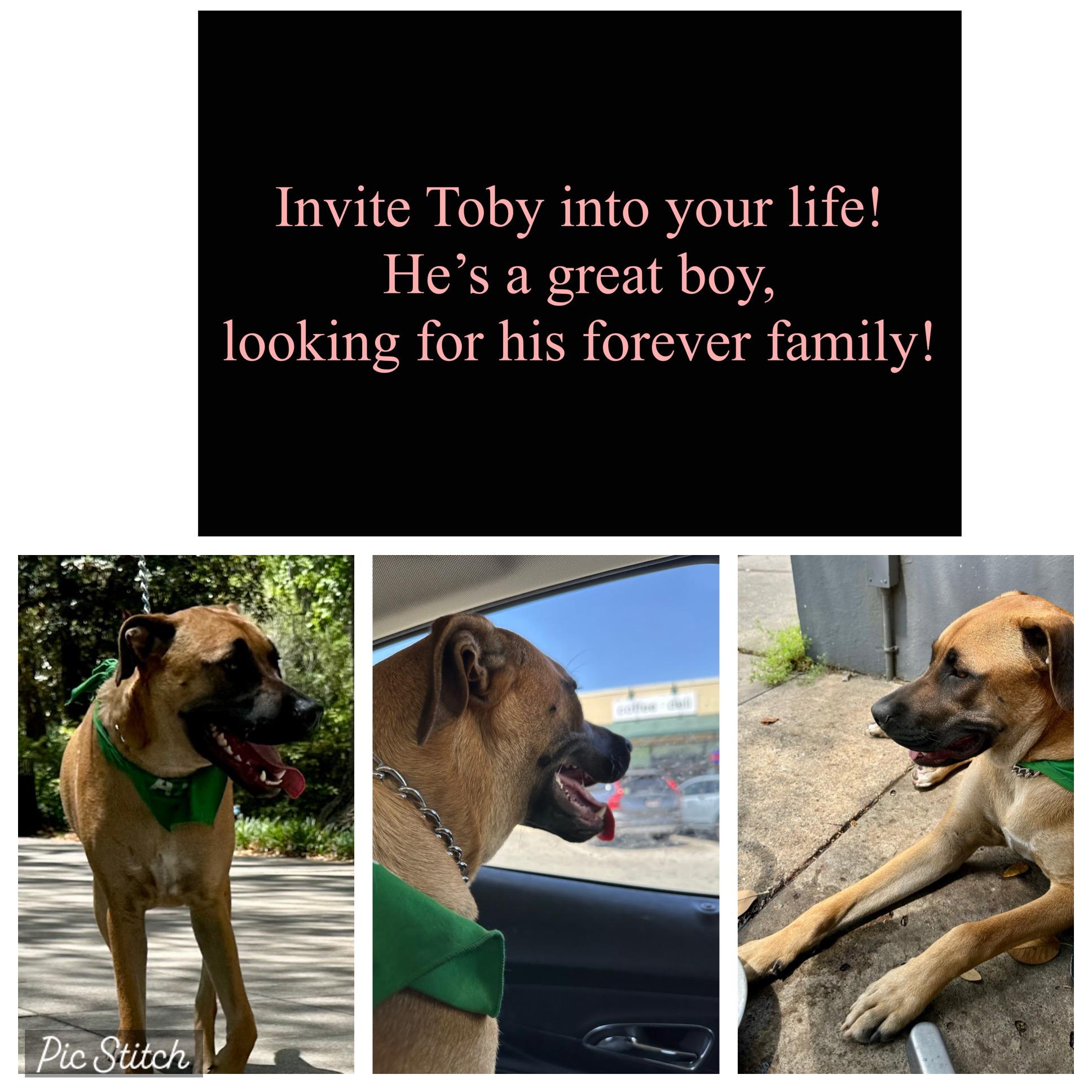 Enlarge Toby, a Adoptable mixed breed in Savannah, GA image 4/5
