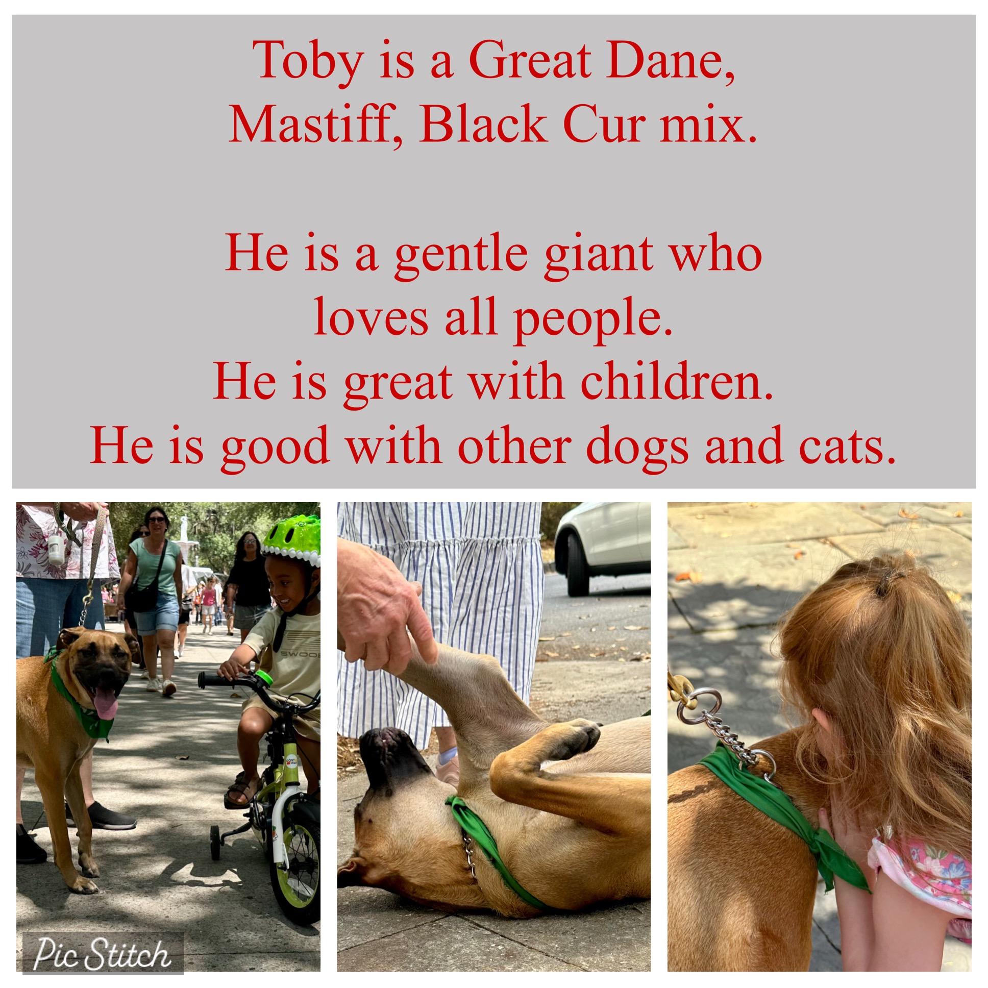 Enlarge Toby, a Adoptable mixed breed in Savannah, GA image 3/5