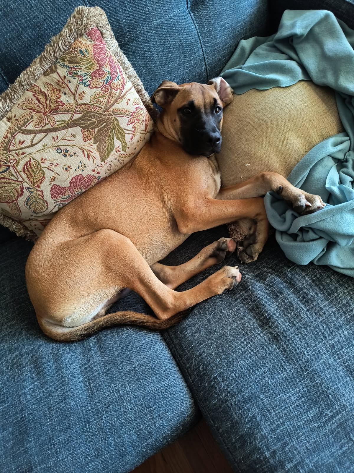 Enlarge Toby, a Adoptable mixed breed in Savannah, GA image 4/5