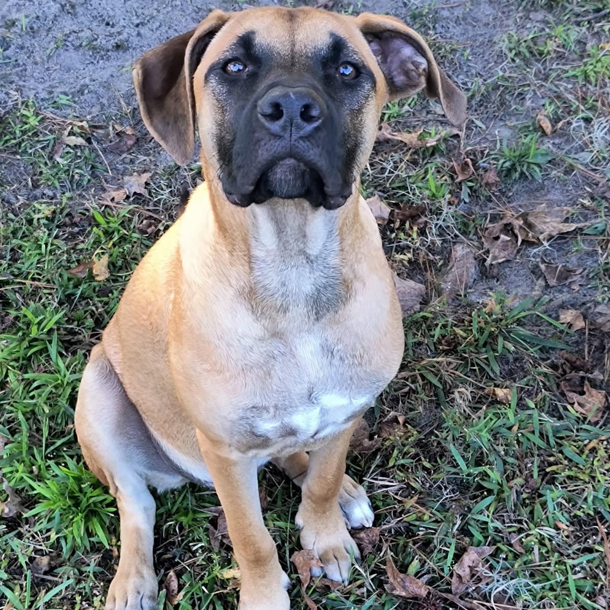 Enlarge Toby, a Adoptable mixed breed in Savannah, GA image 5/5