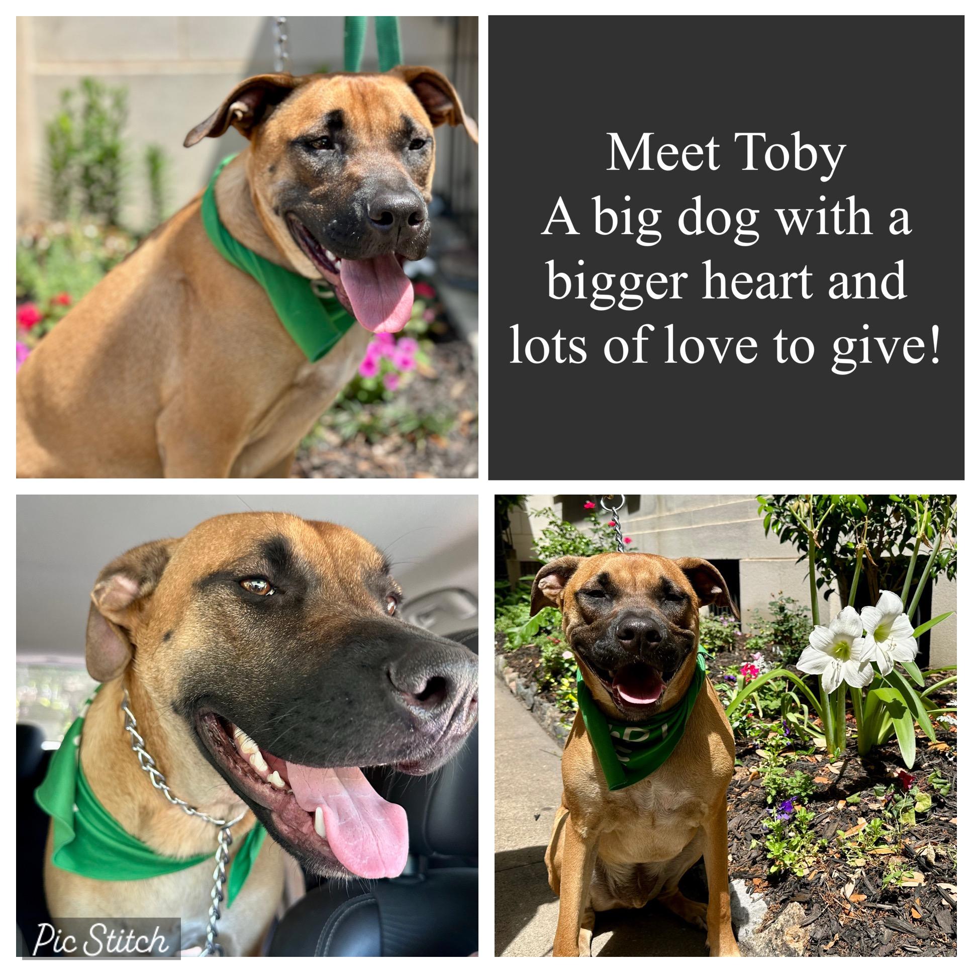 Toby, Adoptable, Young Male Rhodesian Ridgeback & Great Dane.