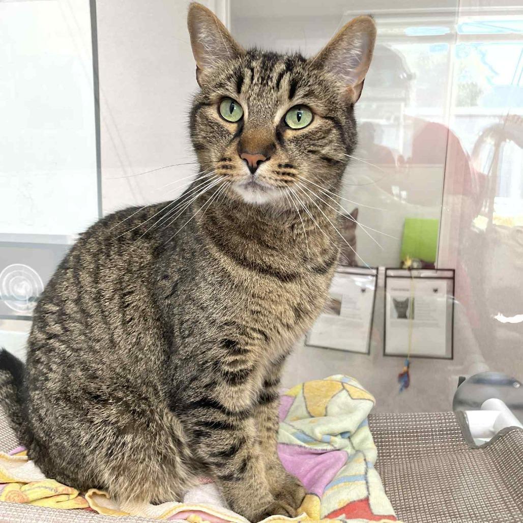 Enlarge Foosball, a Adoptable Domestic Short Hair in St. Helena, CA image 1/6