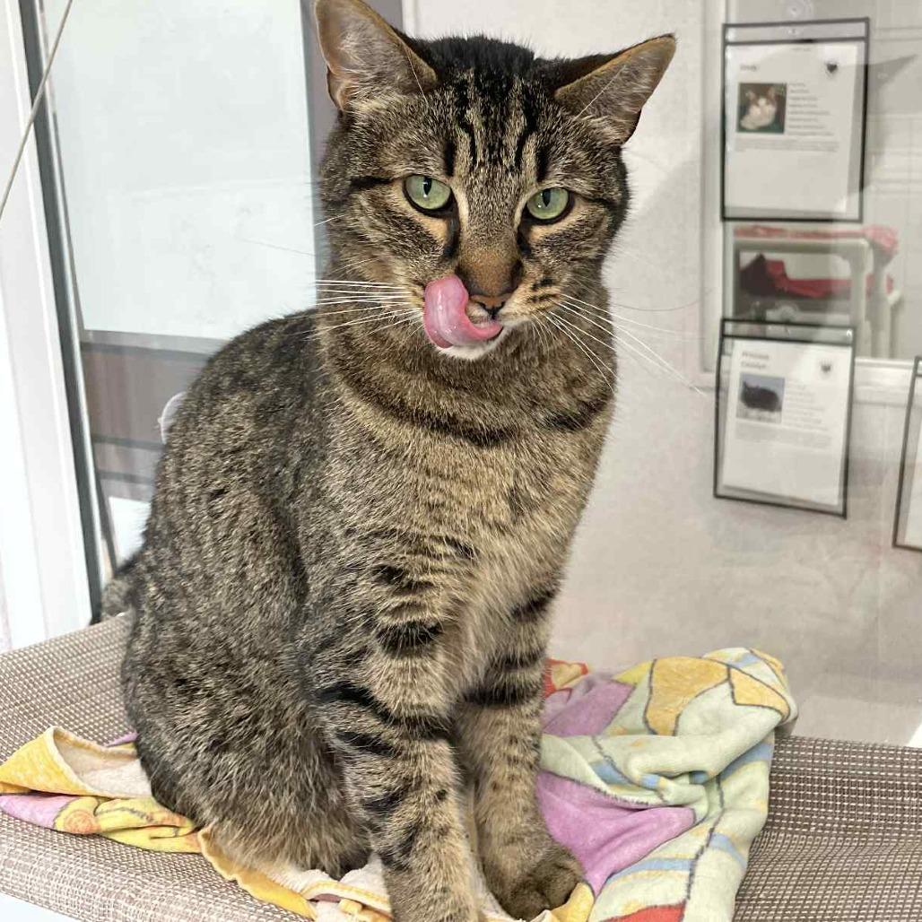 Enlarge Foosball, a Adoptable Domestic Short Hair in St. Helena, CA image 1/6