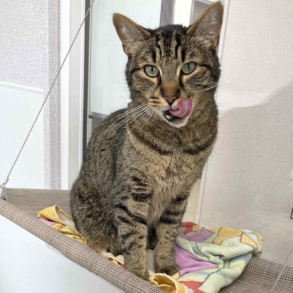 Enlarge Foosball, a Adoptable Domestic Short Hair in St. Helena, CA image 2/6