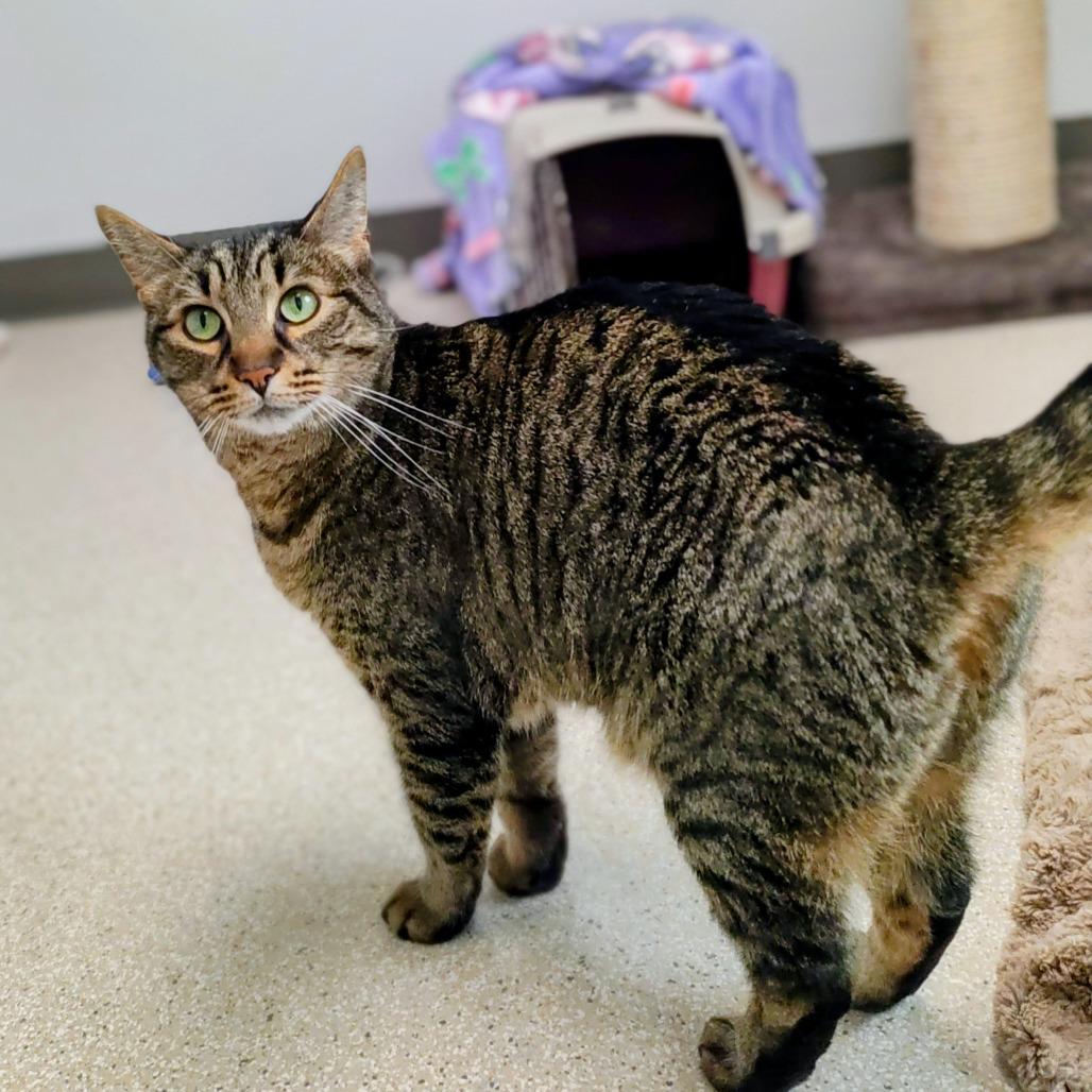 Enlarge Foosball, a Adoptable Domestic Short Hair in St. Helena, CA image 3/6