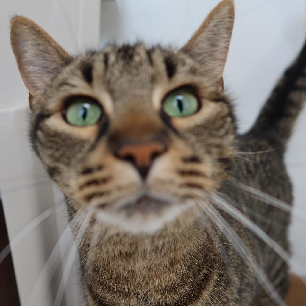 Enlarge Foosball, a Adoptable Domestic Short Hair in St. Helena, CA image 4/6
