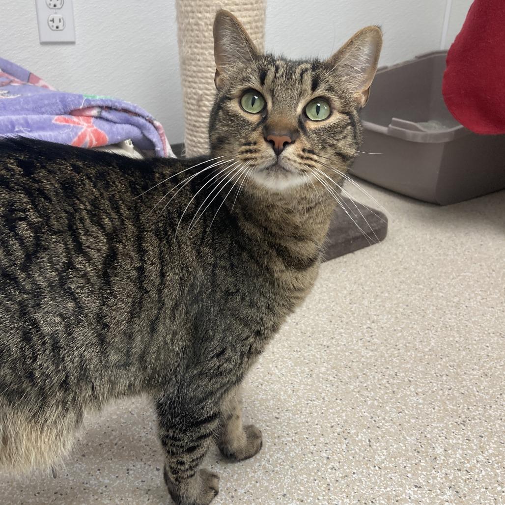 Enlarge Foosball, a Adoptable Domestic Short Hair in St. Helena, CA image 5/6
