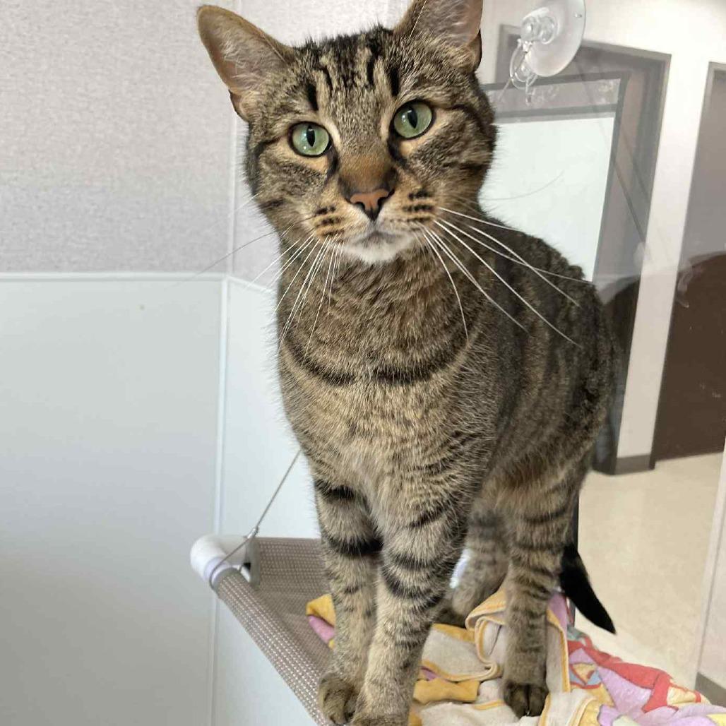 Enlarge Foosball, a Adoptable Domestic Short Hair in St. Helena, CA image 6/6