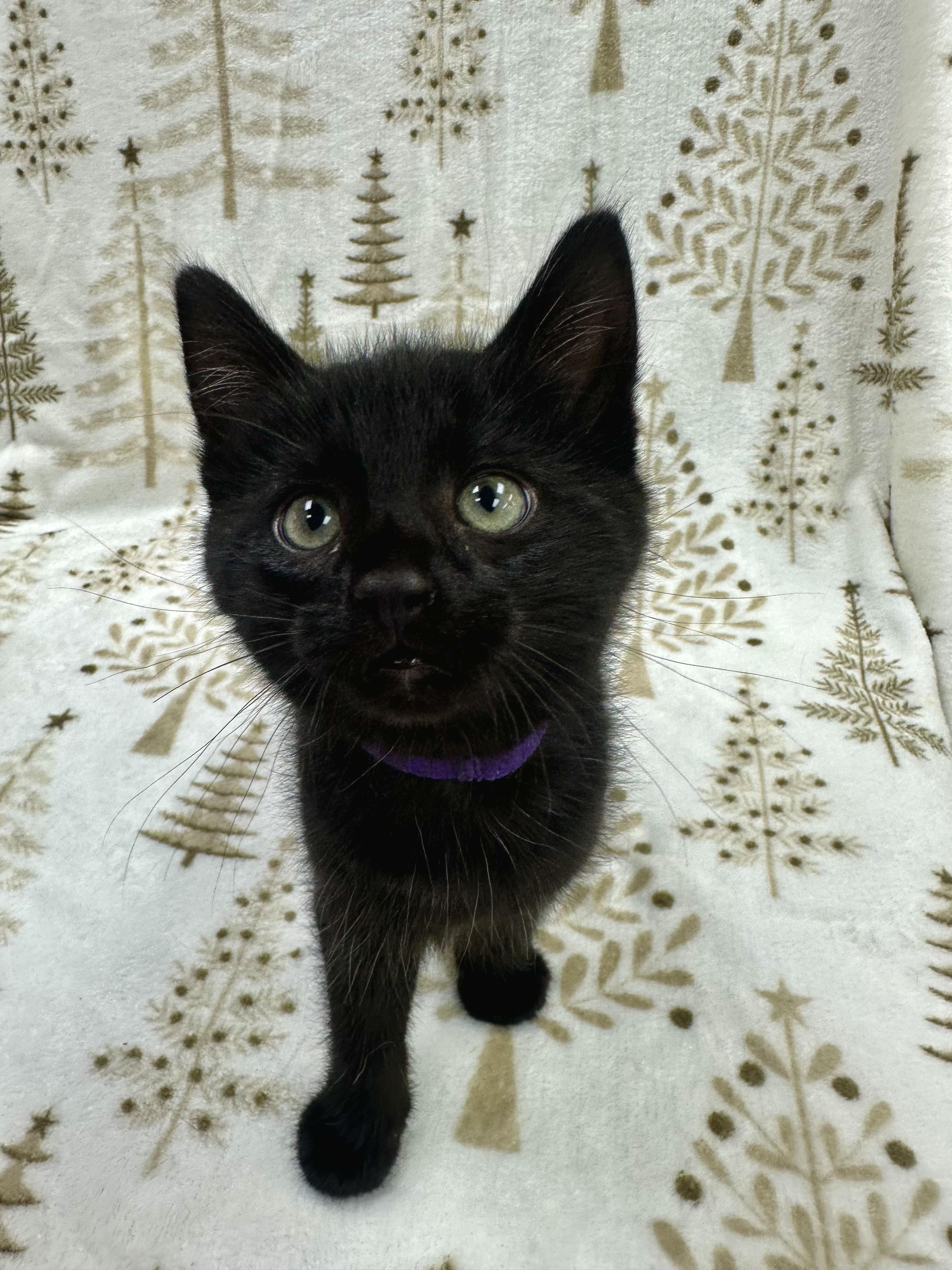 Donatello, Adoptable, Kitten Male Domestic Short Hair.