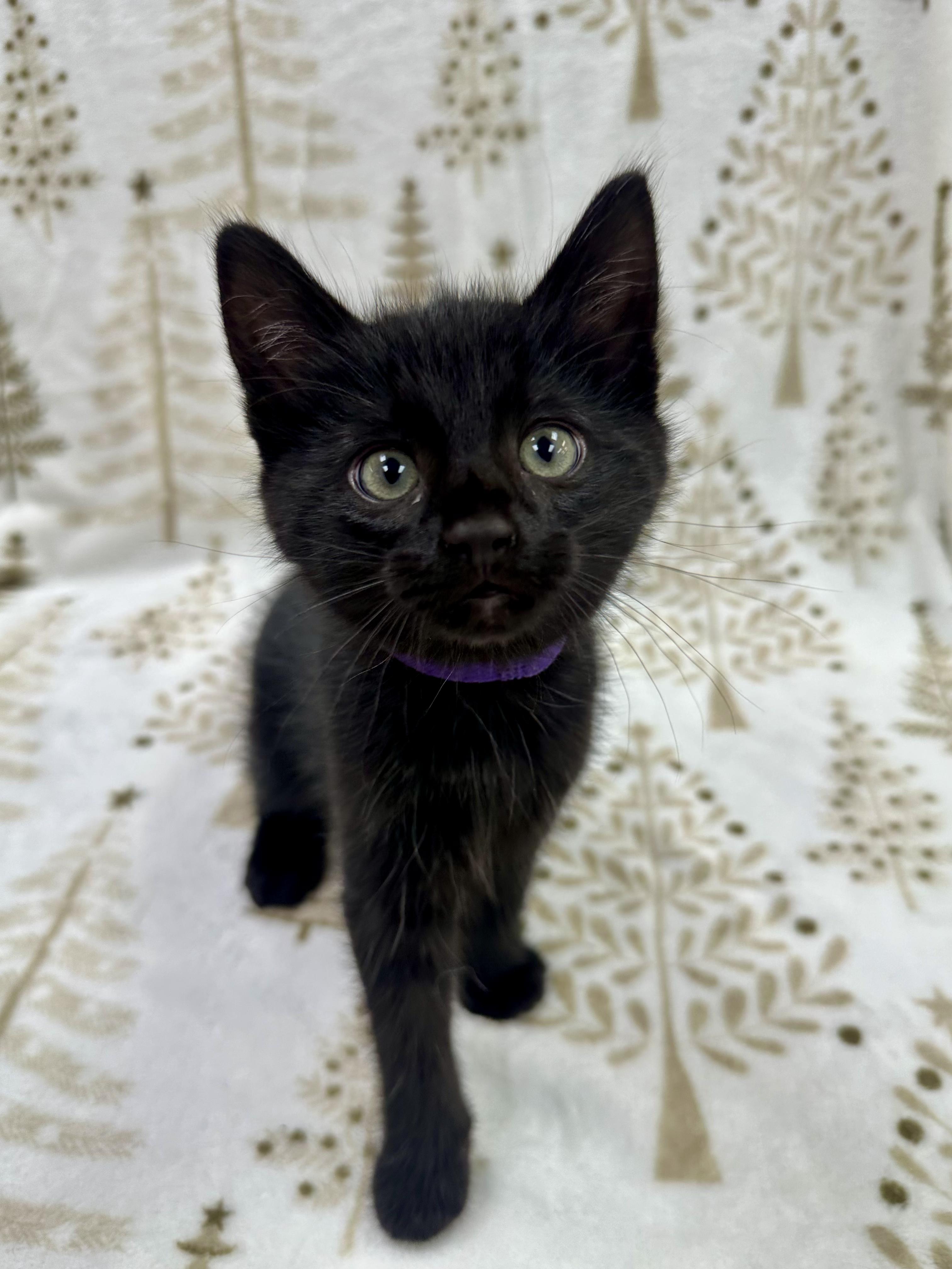 Donatello, a Adoptable Domestic Short Hair in Columbus, OH image 2/5