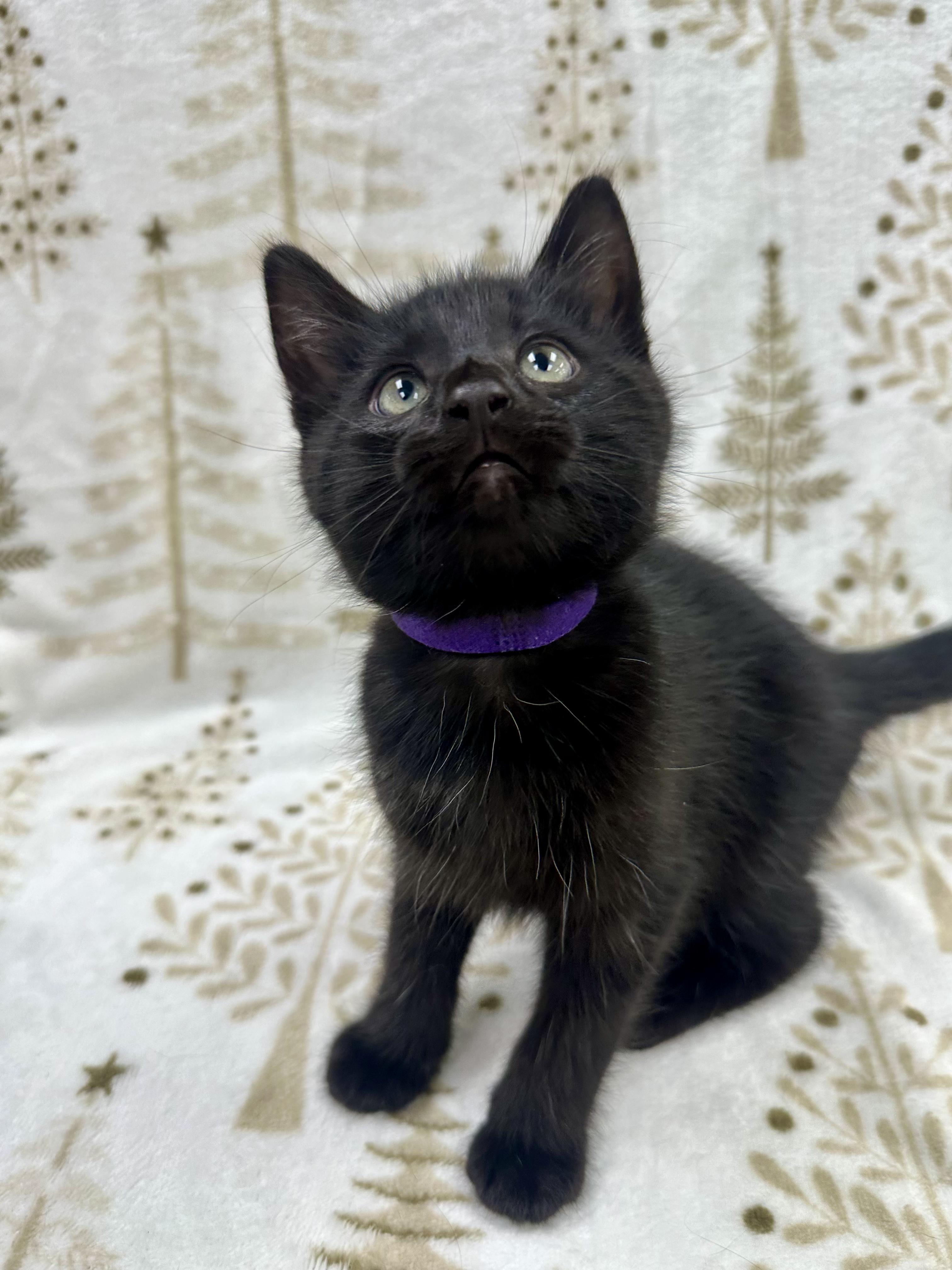 Donatello, a Adoptable Domestic Short Hair in Columbus, OH image 3/5