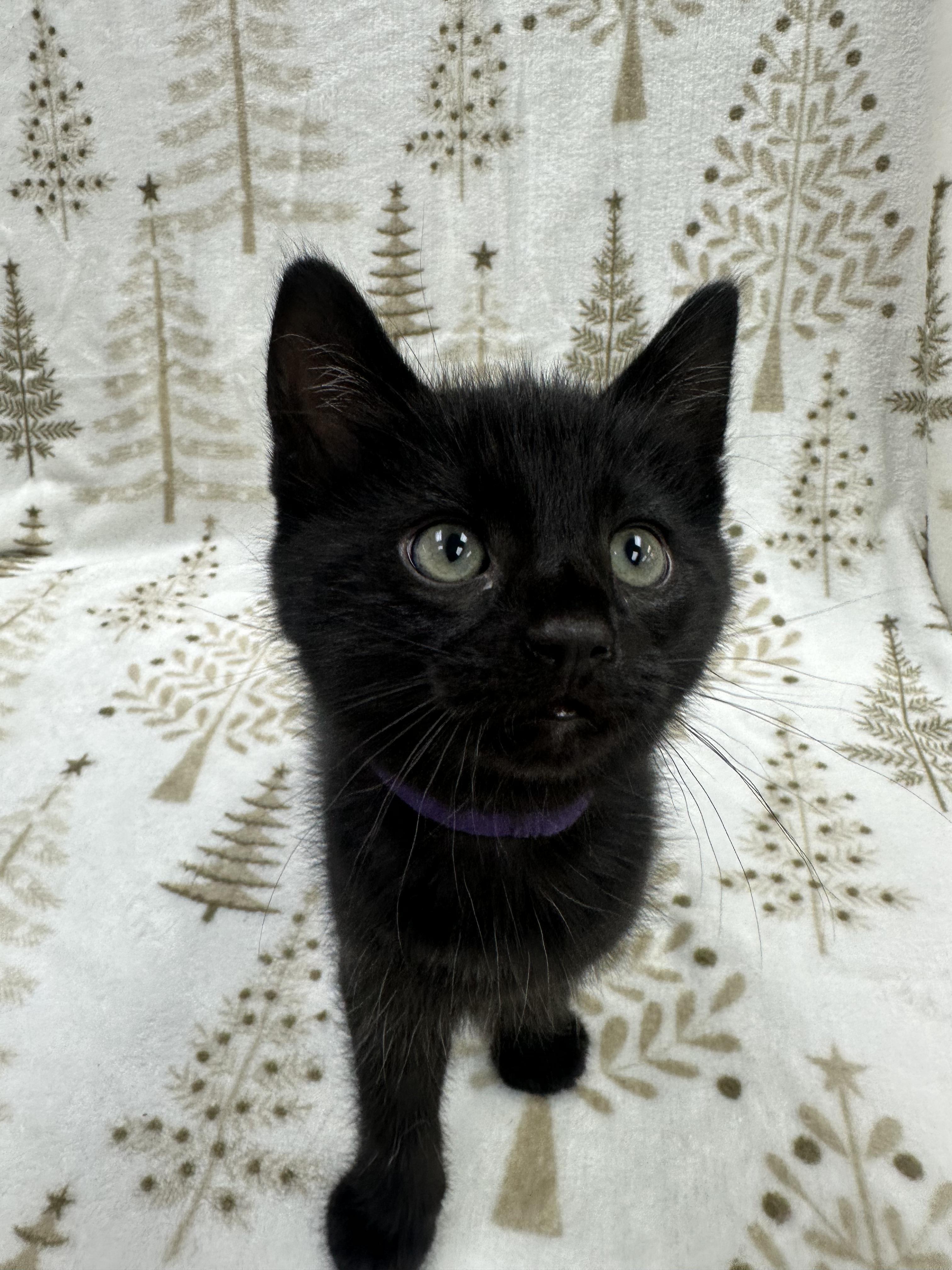 Donatello, a Adoptable Domestic Short Hair in Columbus, OH image 4/5