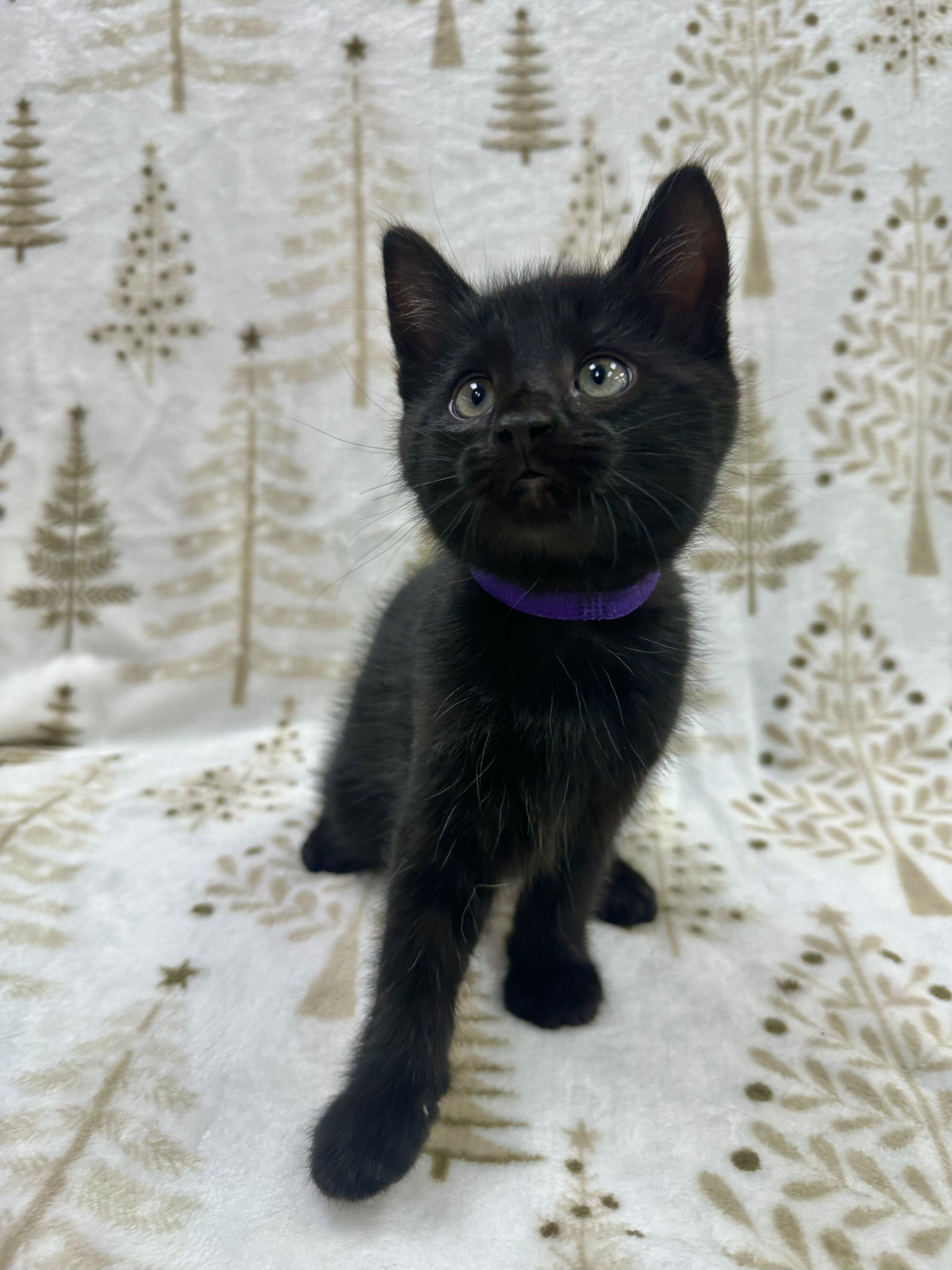 Donatello, a Adoptable Domestic Short Hair in Columbus, OH image 5/5
