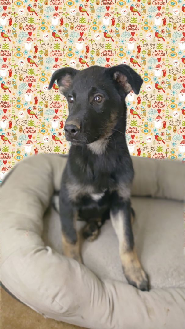 Enlarge Mr. Coffee, a Adopted mixed breed in HEMET, CA image 1/2