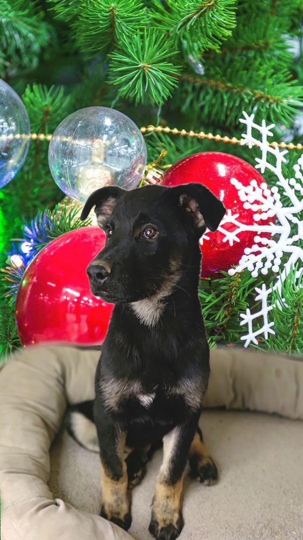 Enlarge Mr. Coffee, a Adopted mixed breed in HEMET, CA image 2/2