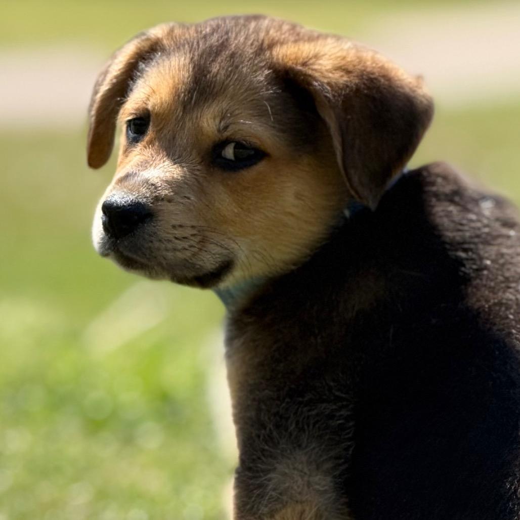 Benson (in PA), Adoptable, Puppy Male Shepherd.
