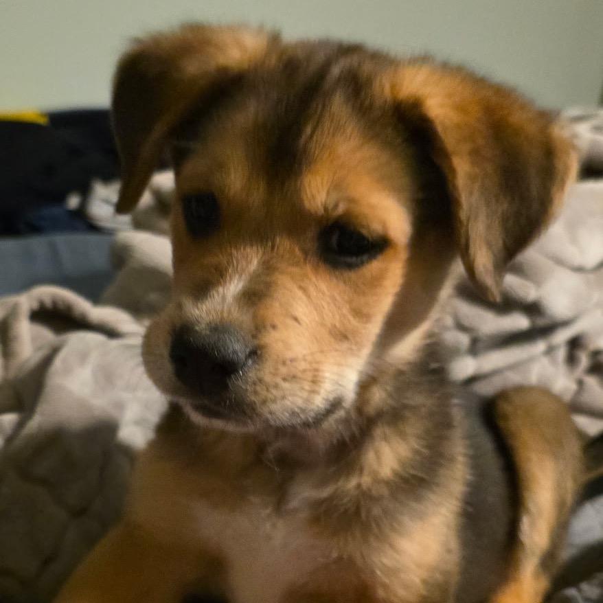 Enlarge Benson (in PA), a Adoptable Shepherd in Shoemakersville, PA image 2/5