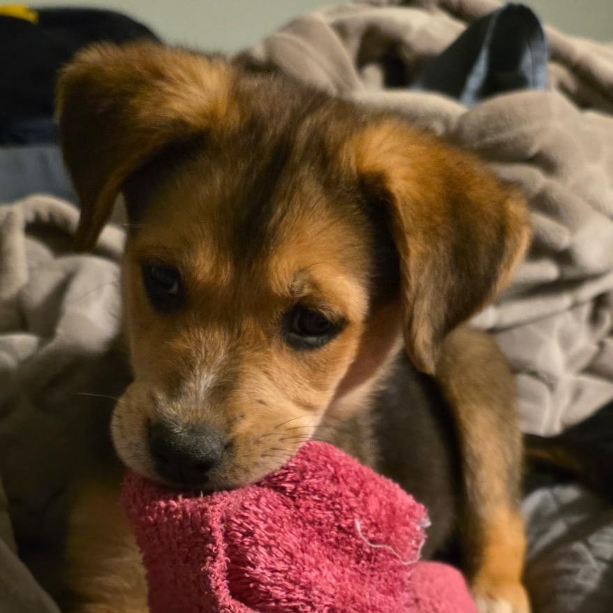 Enlarge Benson (in PA), a Adoptable Shepherd in Shoemakersville, PA image 3/5