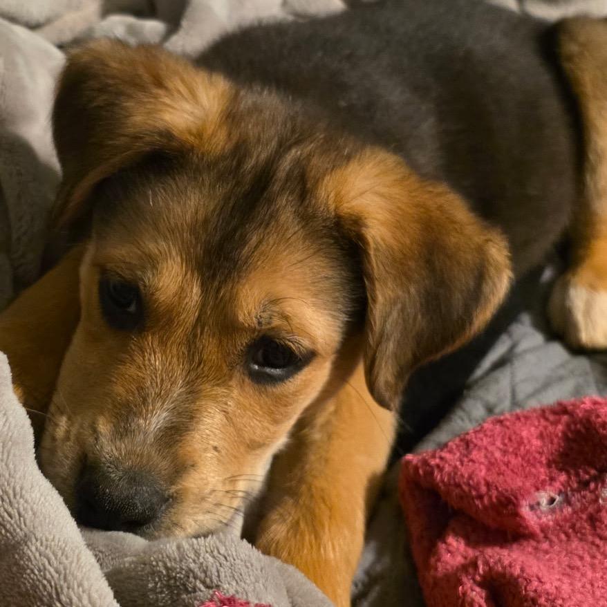 Enlarge Benson (in PA), a Adoptable Shepherd in Shoemakersville, PA image 4/5