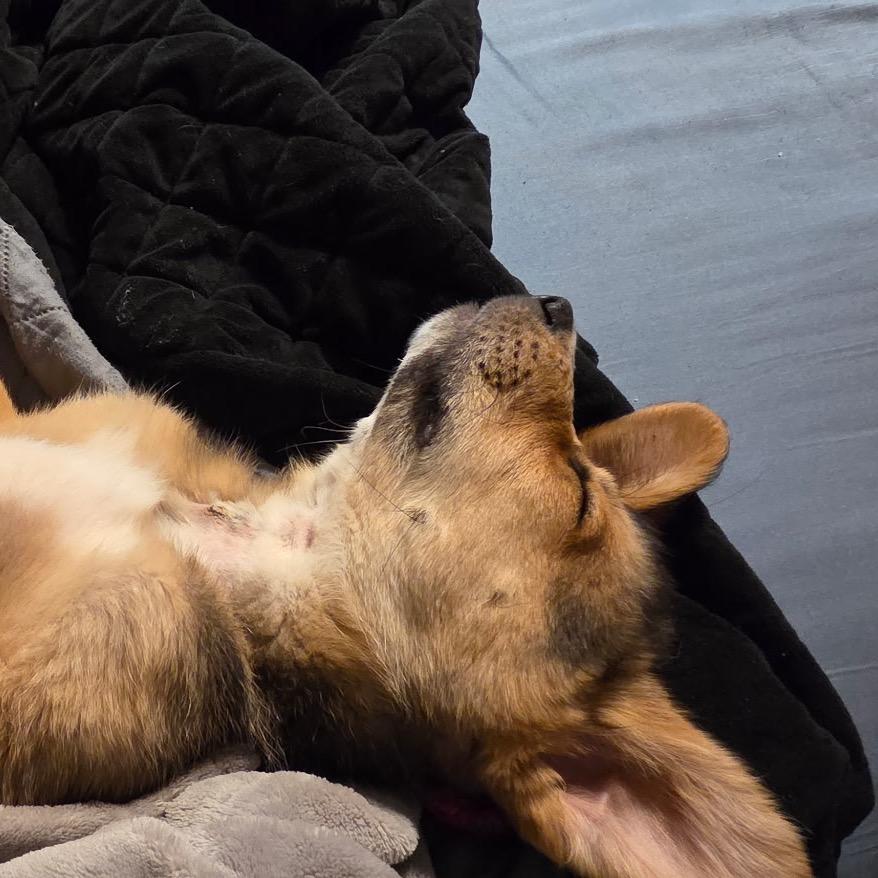 Enlarge Benson (in PA), a Adoptable Shepherd in Shoemakersville, PA image 5/5