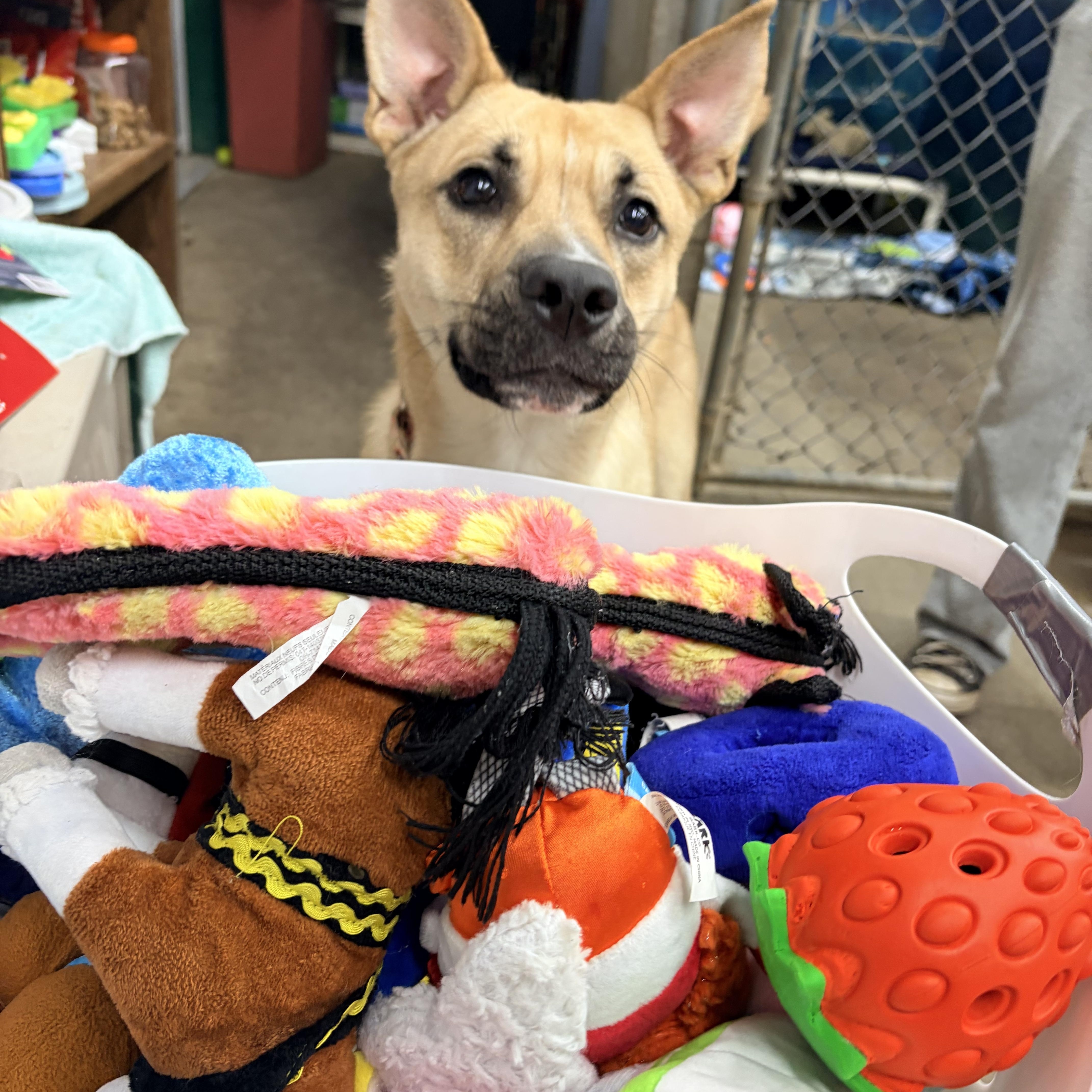 Enlarge Inara, a Adoptable mixed breed in White Oak, PA image 5/6