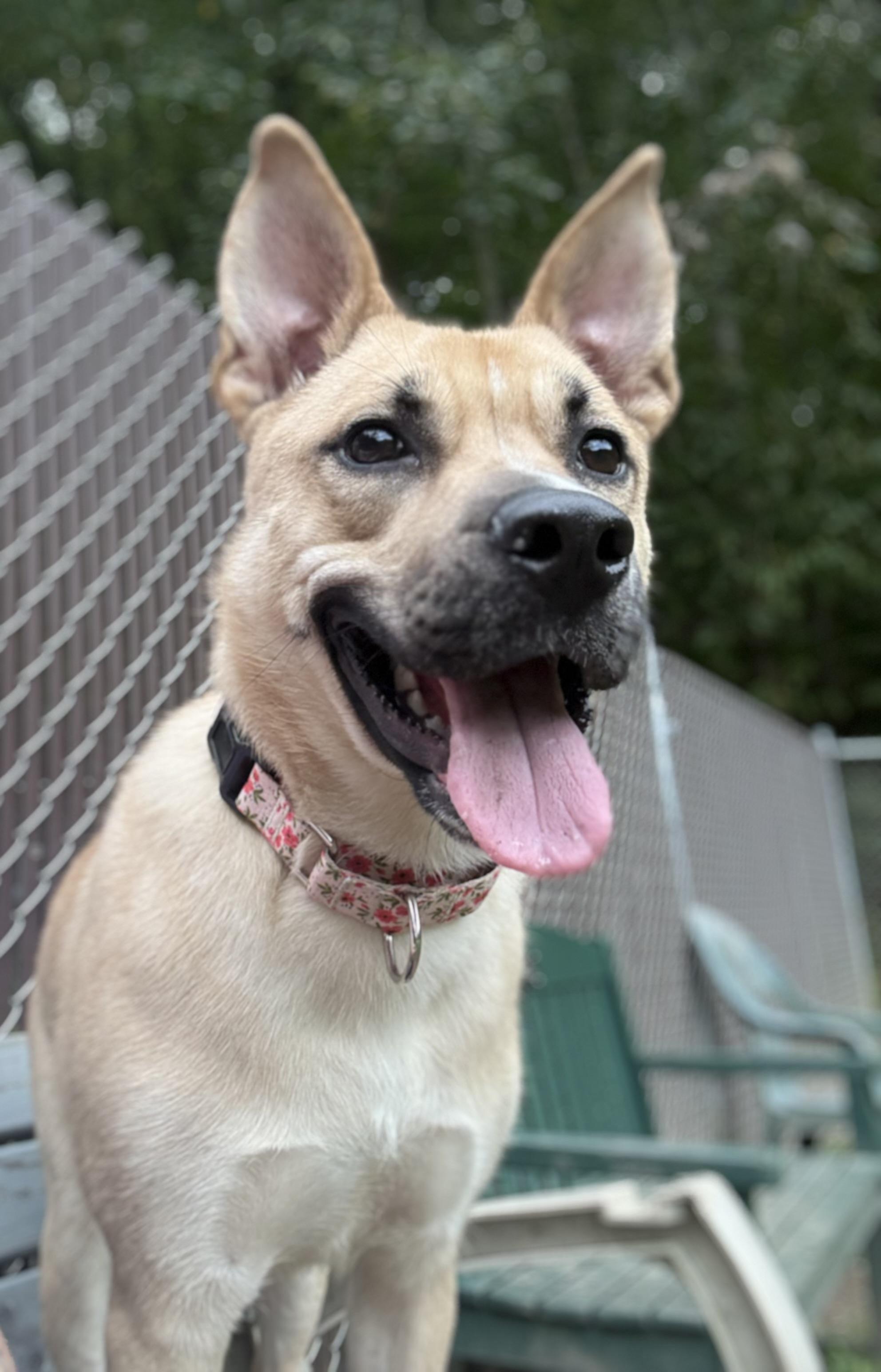 Inara, Adoptable, Young Female Shepherd & Husky.