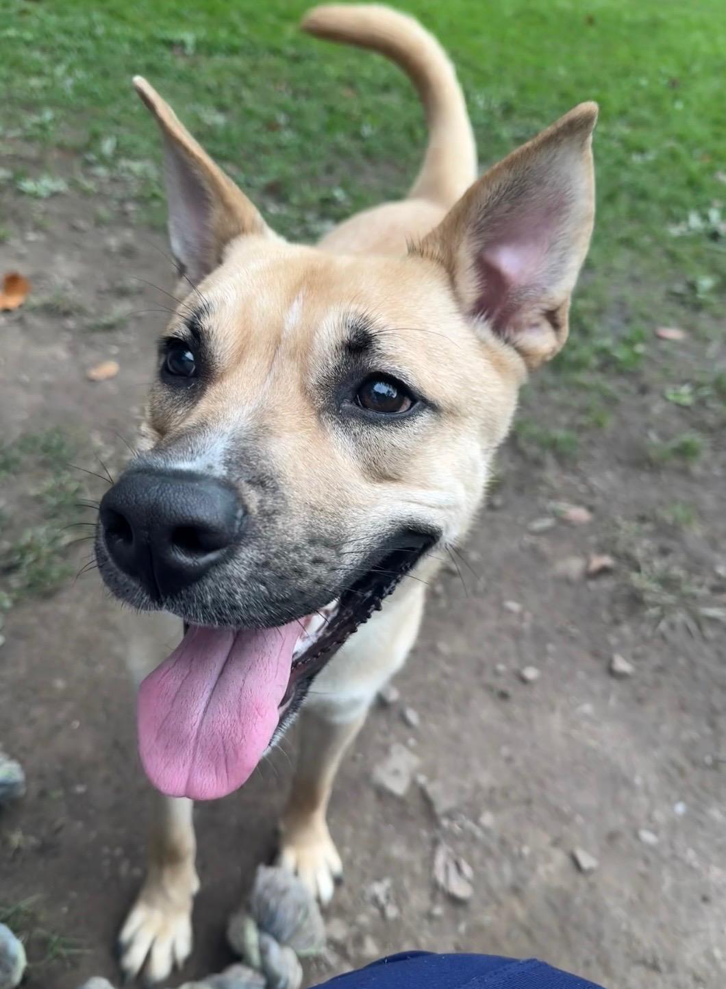Enlarge Inara, a Adoptable mixed breed in White Oak, PA image 6/6