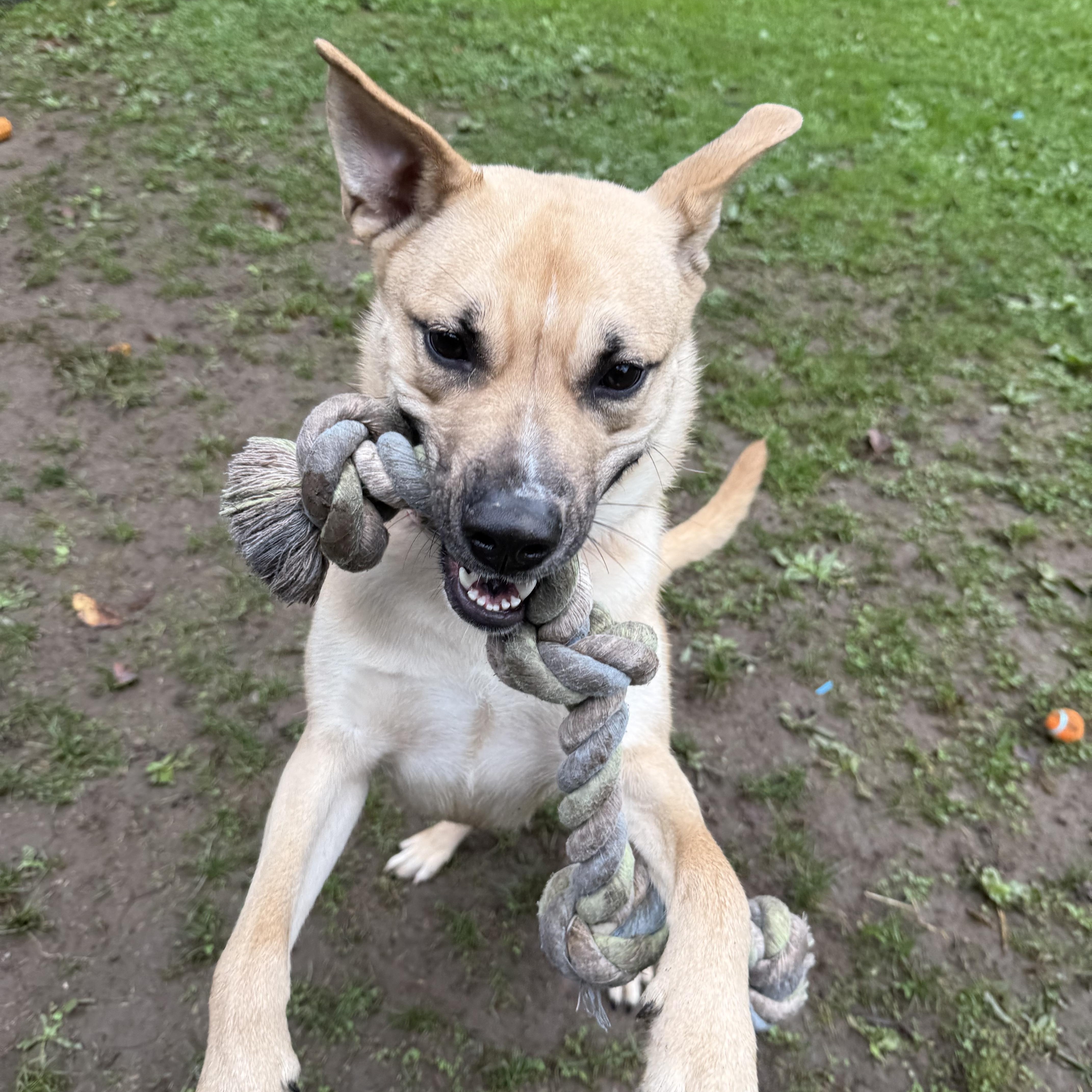 Enlarge Inara, a Adoptable mixed breed in White Oak, PA image 2/6