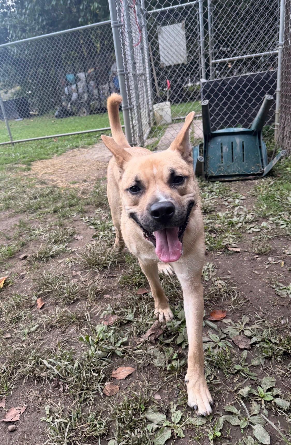 Enlarge Inara, a Adoptable mixed breed in White Oak, PA image 3/6