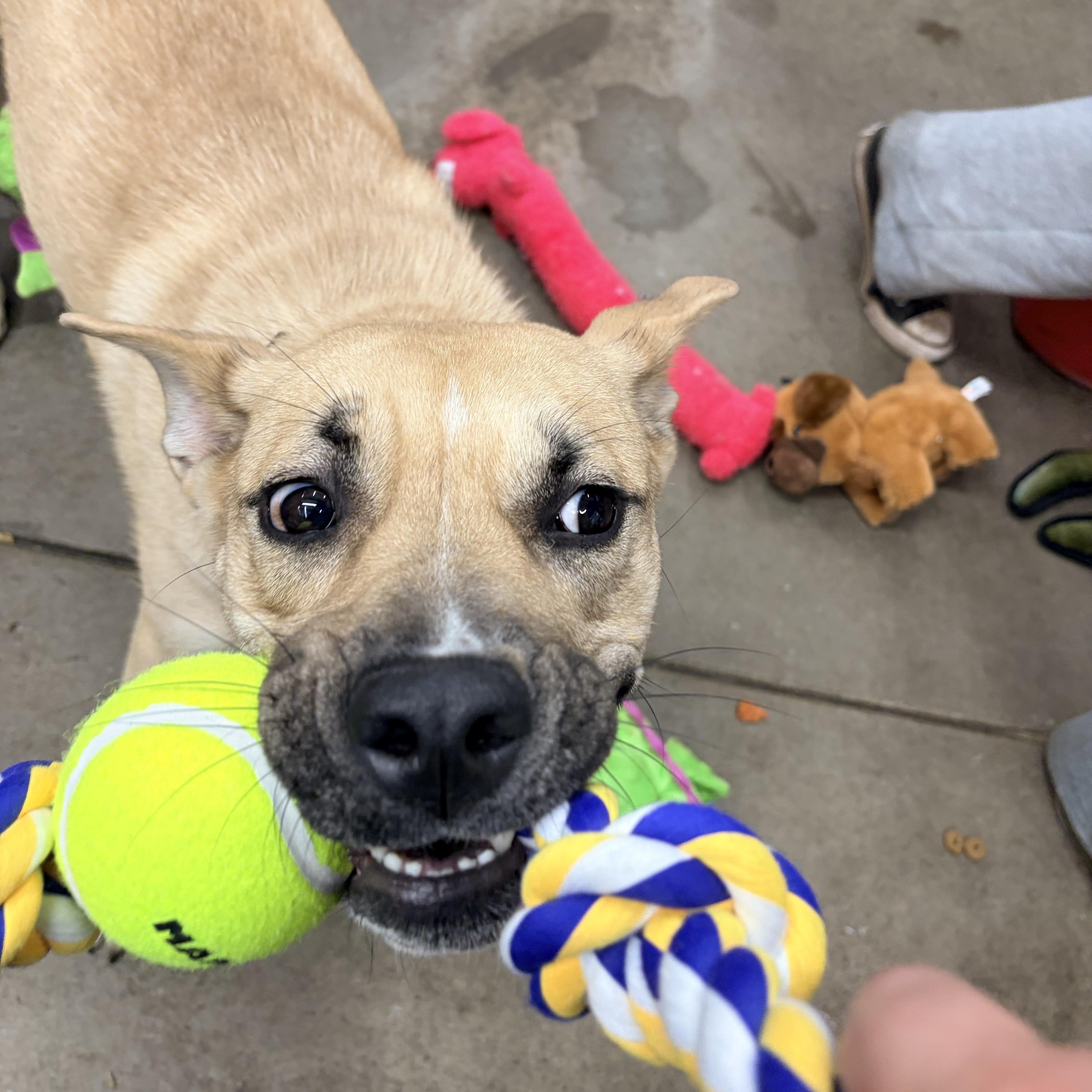 Enlarge Inara, a Adoptable mixed breed in White Oak, PA image 4/6