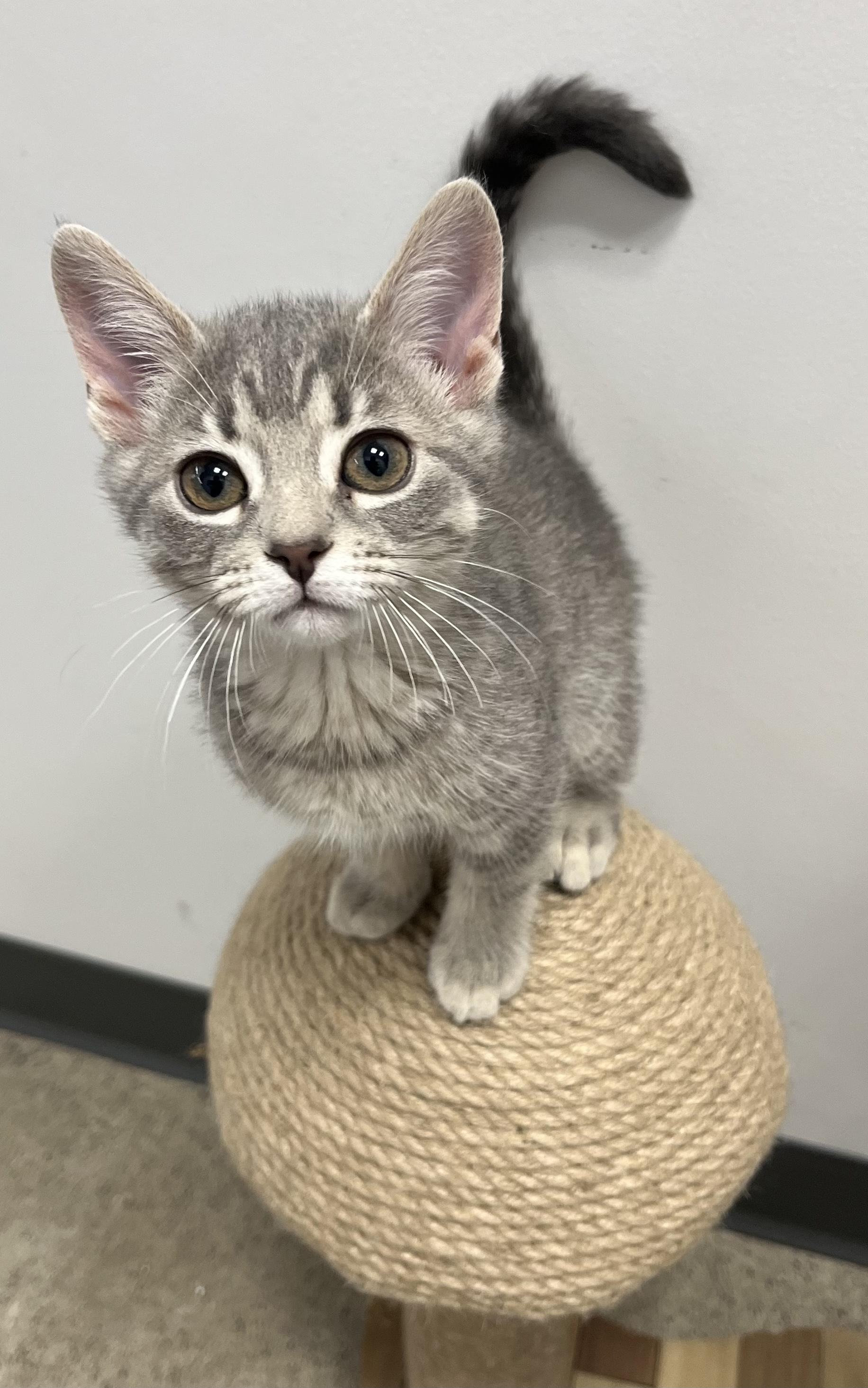 Enlarge Jenna, an adopted Domestic Short Hair in Pickering, ON image 1/1