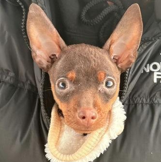 Pistachio, adoptable, Puppy Female Miniature Pinscher.