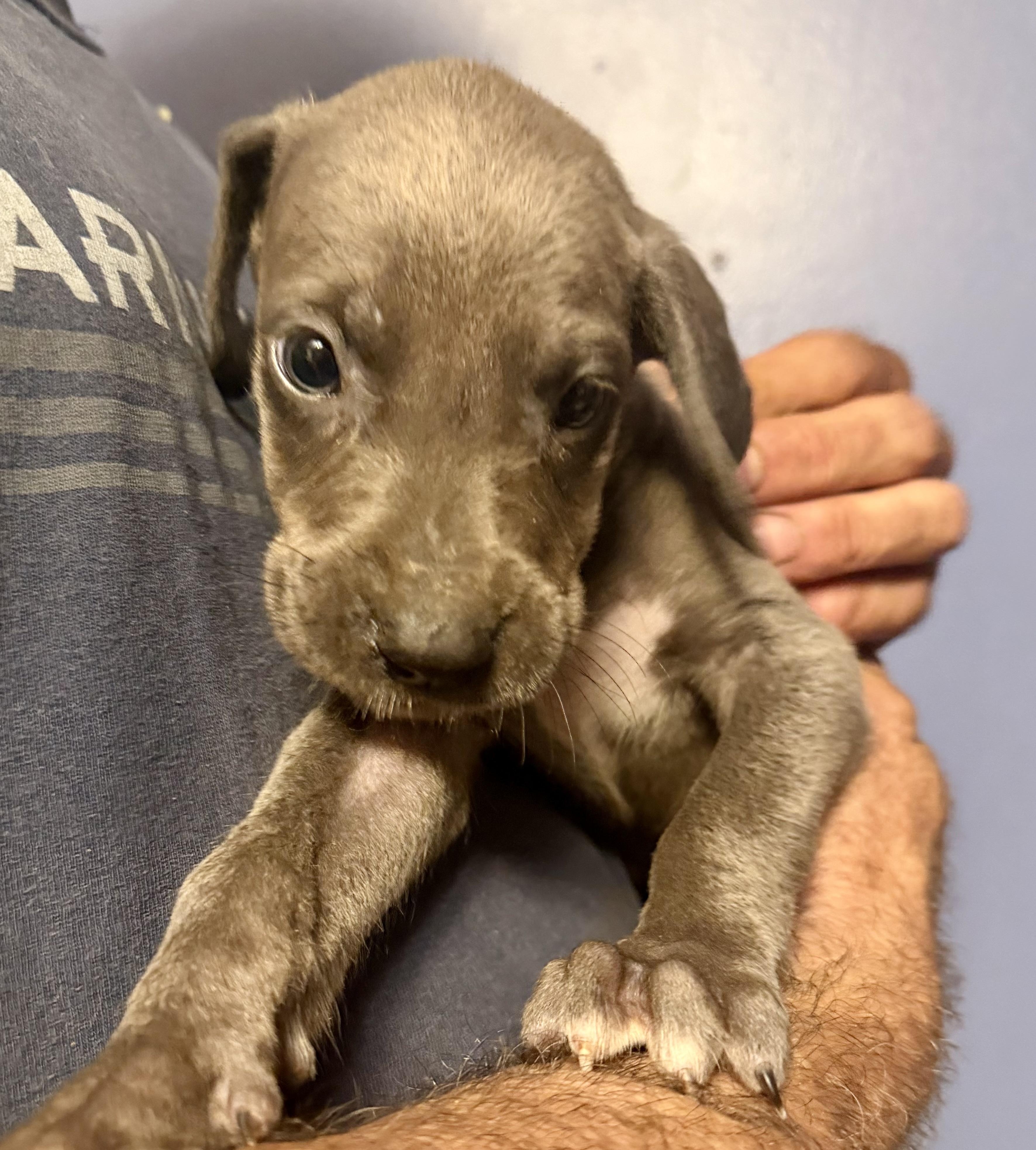 Freya, adopted, Puppy Female Great Dane.