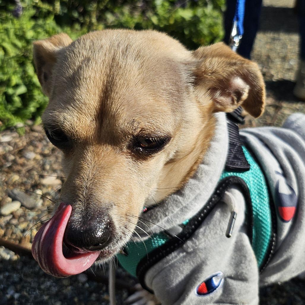 Mr. Pickles (In Foster), a Adoptable Mixed Breed in Sonoma, CA image 1/5