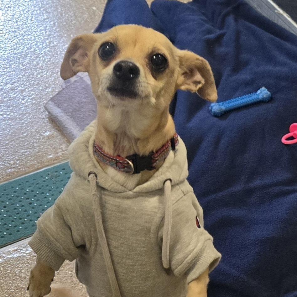 Mr. Pickles (In Foster), a Adoptable Mixed Breed in Sonoma, CA image 2/5