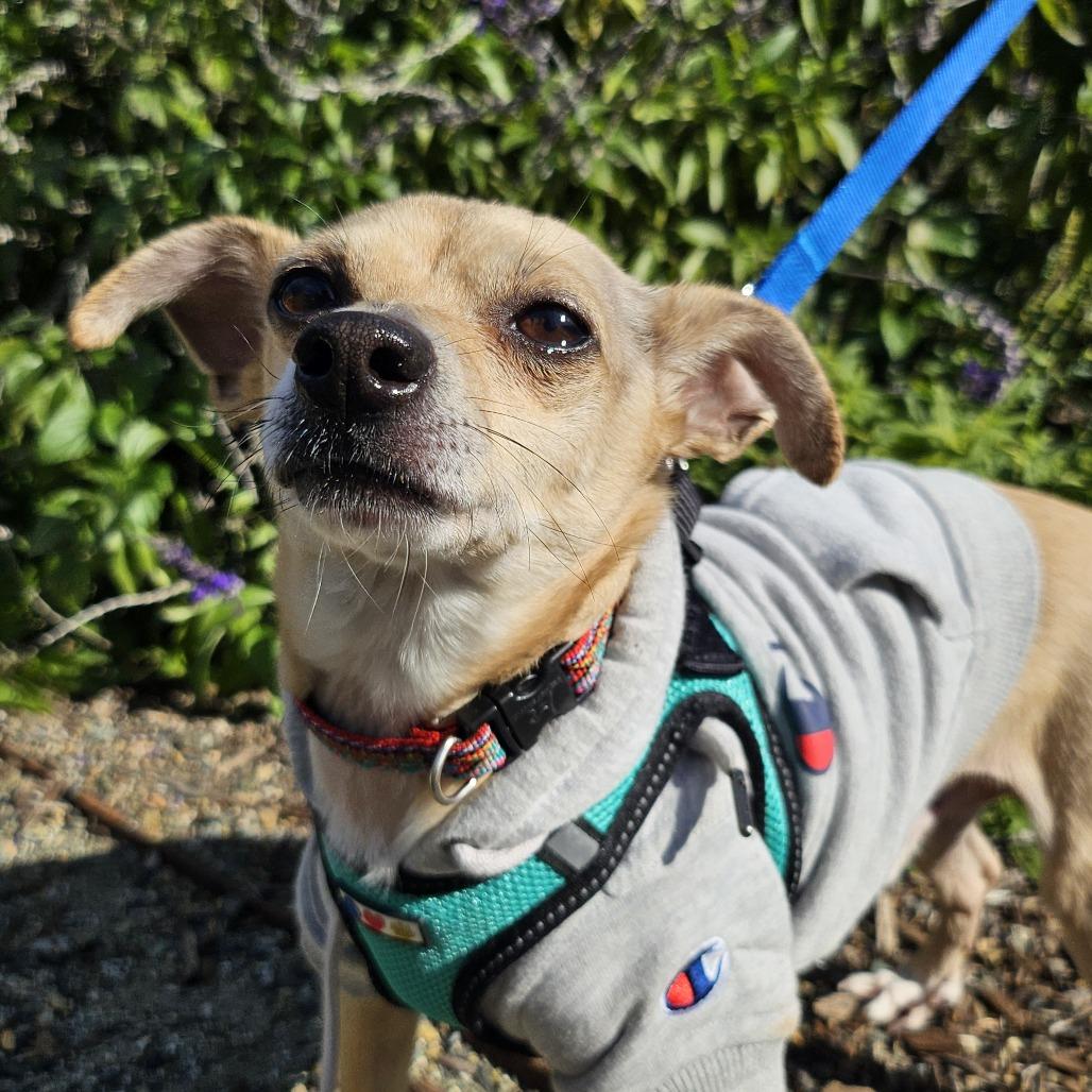 Mr. Pickles (In Foster), a Adoptable Mixed Breed in Sonoma, CA image 3/5