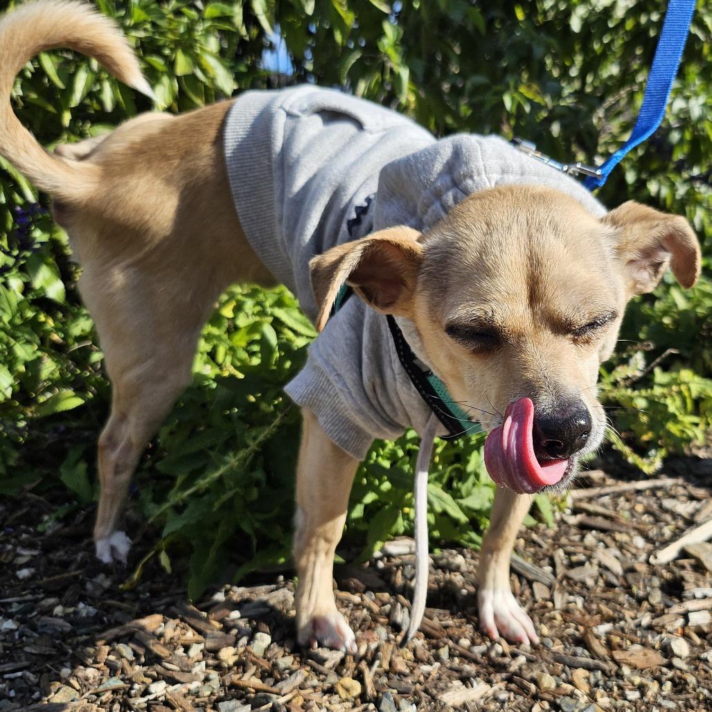 Mr. Pickles (In Foster), a Adoptable Mixed Breed in Sonoma, CA image 4/5