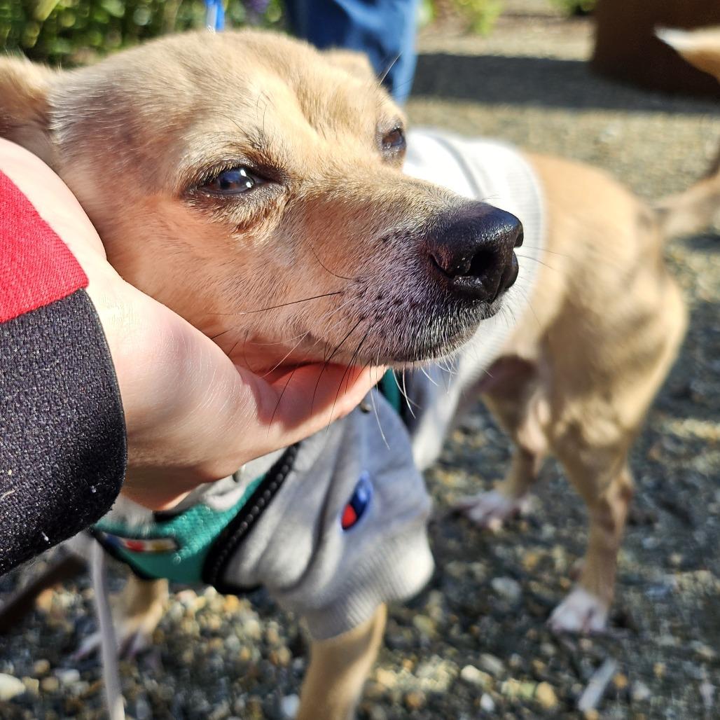 Mr. Pickles (In Foster), a Adoptable Mixed Breed in Sonoma, CA image 5/5