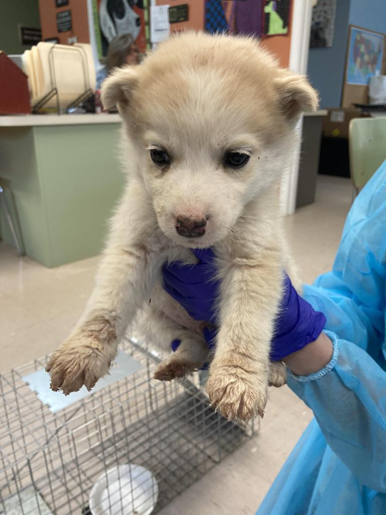 Mayhew, Adoptable, Puppy Male Husky & Mixed Breed.