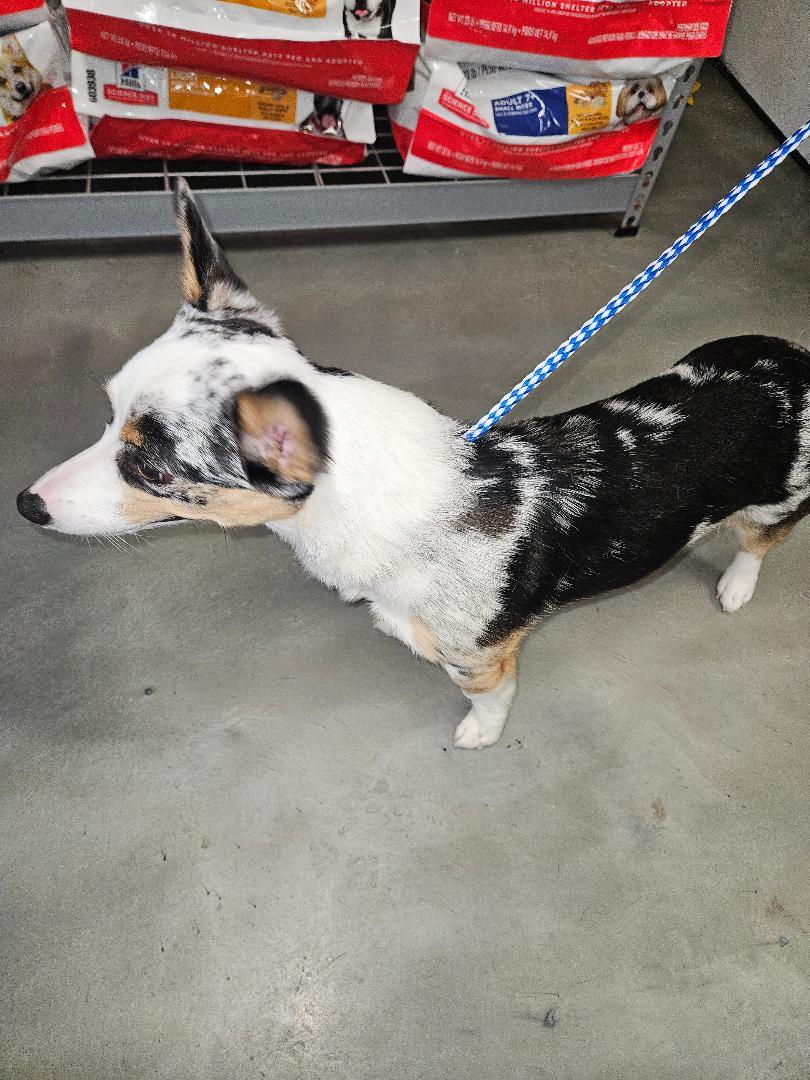 Daisy, an adopted Cardigan Welsh Corgi in Norton, KS image 3/4