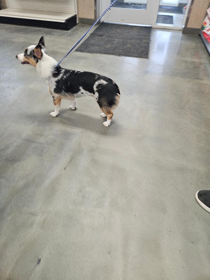Daisy, an adopted Cardigan Welsh Corgi in Norton, KS image 2/4