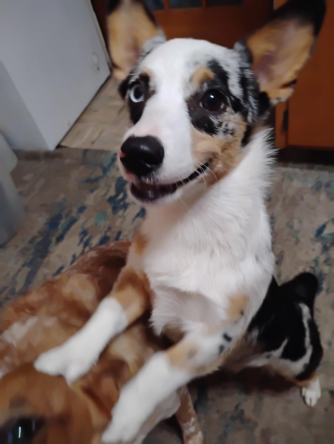 Daisy, an adopted Cardigan Welsh Corgi in Norton, KS image 4/4