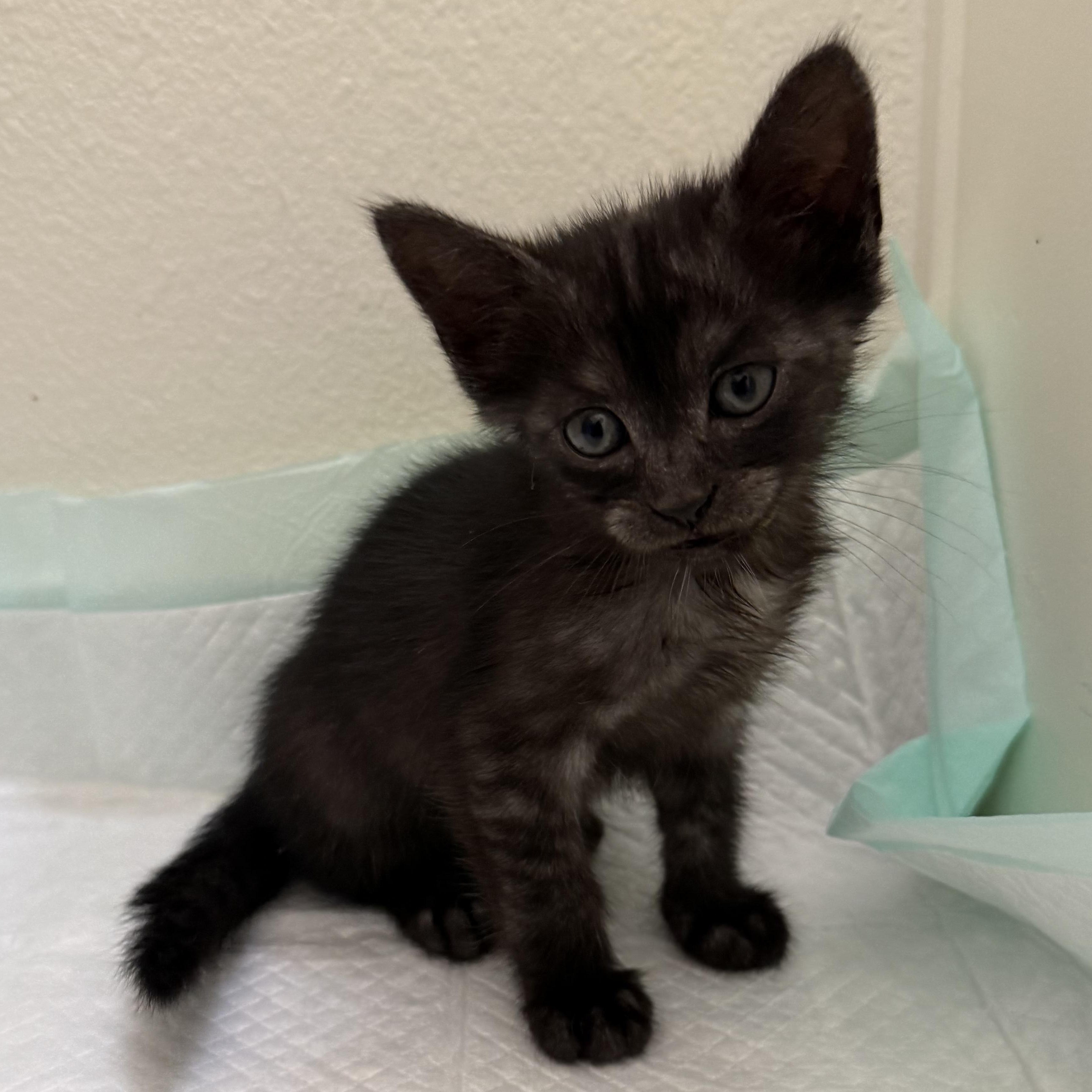 Dusk, a Adoptable Domestic Short Hair in Bryan, TX image 4/4