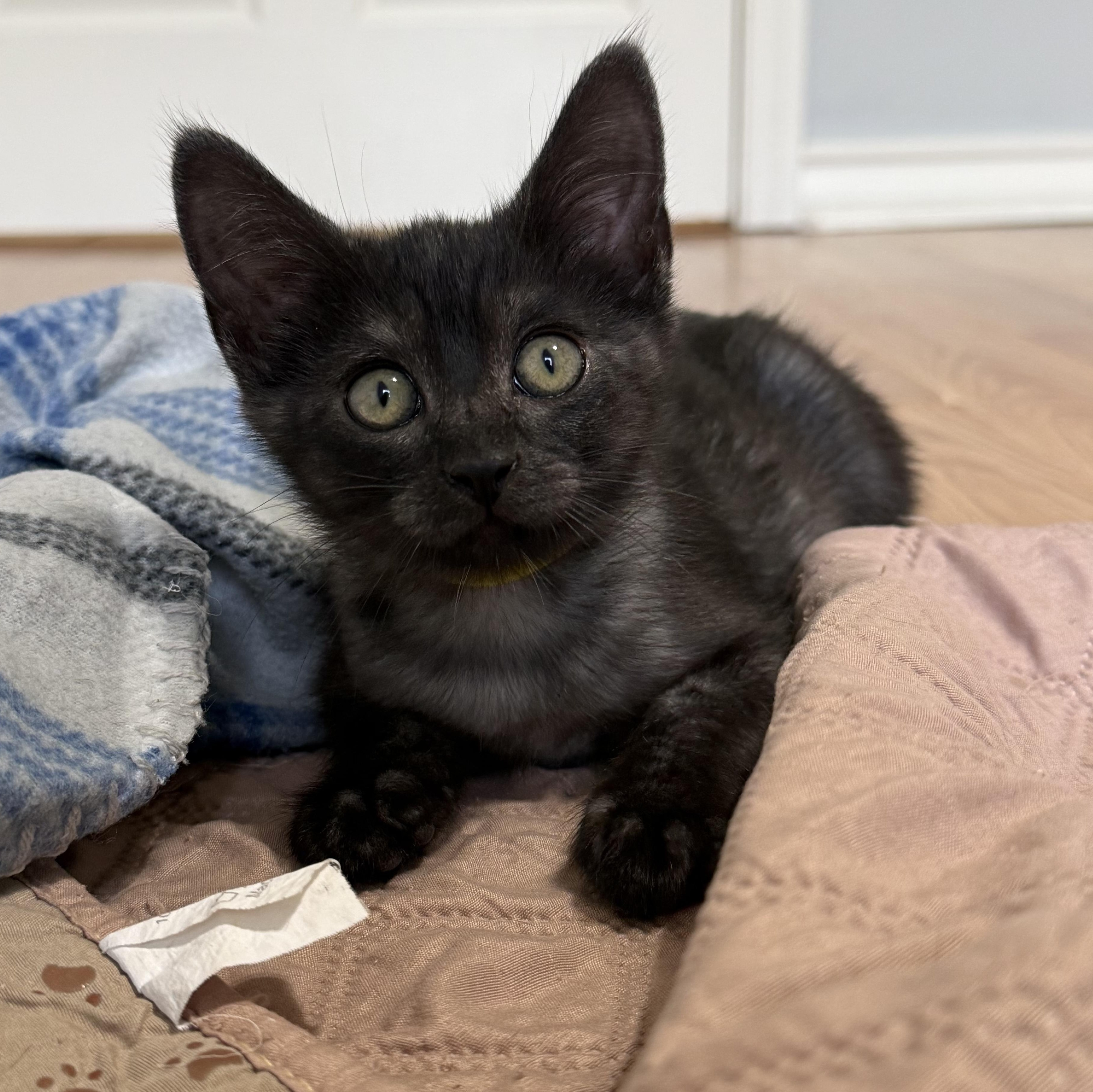 Dusk, Adoptable, Kitten Female Domestic Short Hair.
