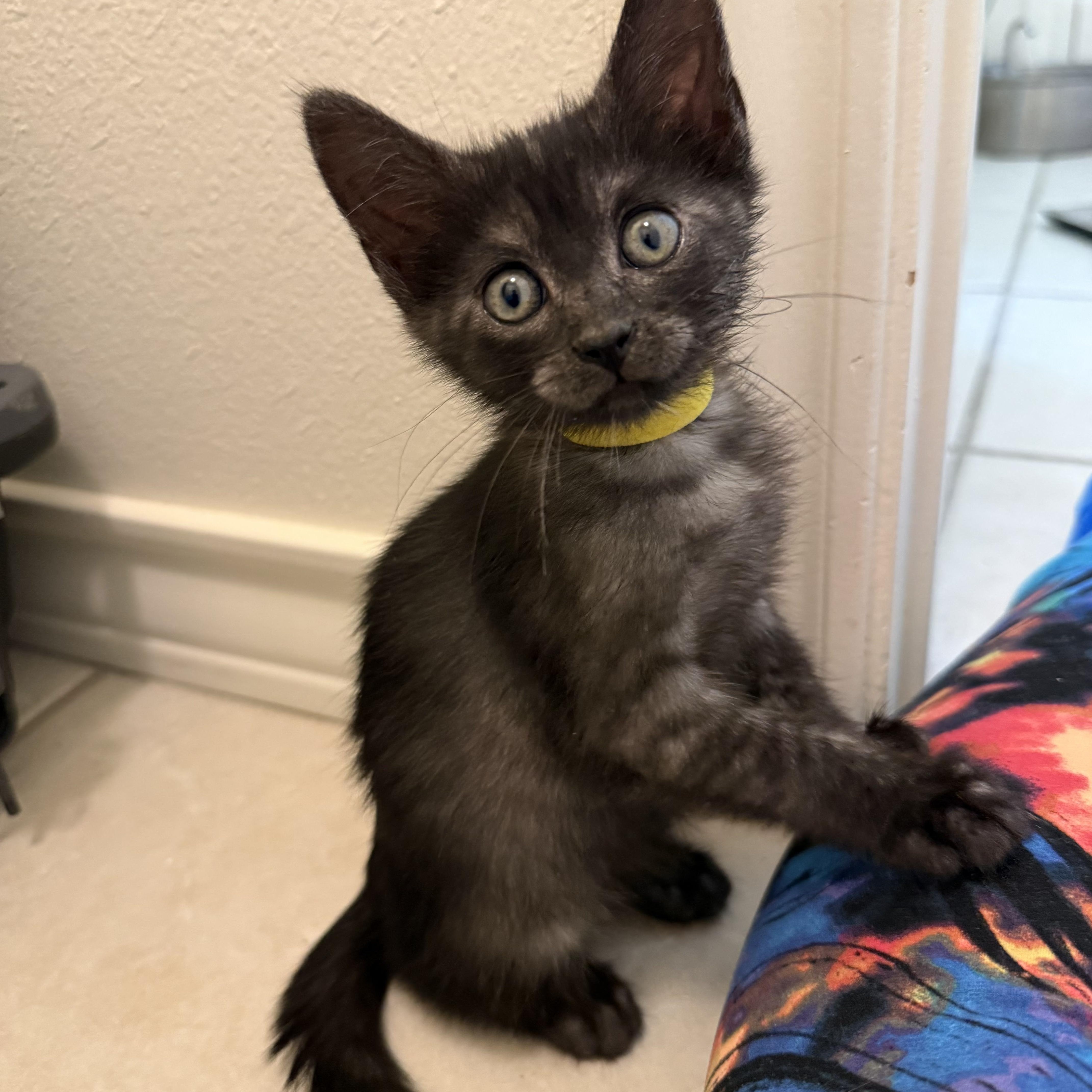 Dusk, a Adoptable Domestic Short Hair in Bryan, TX image 2/4