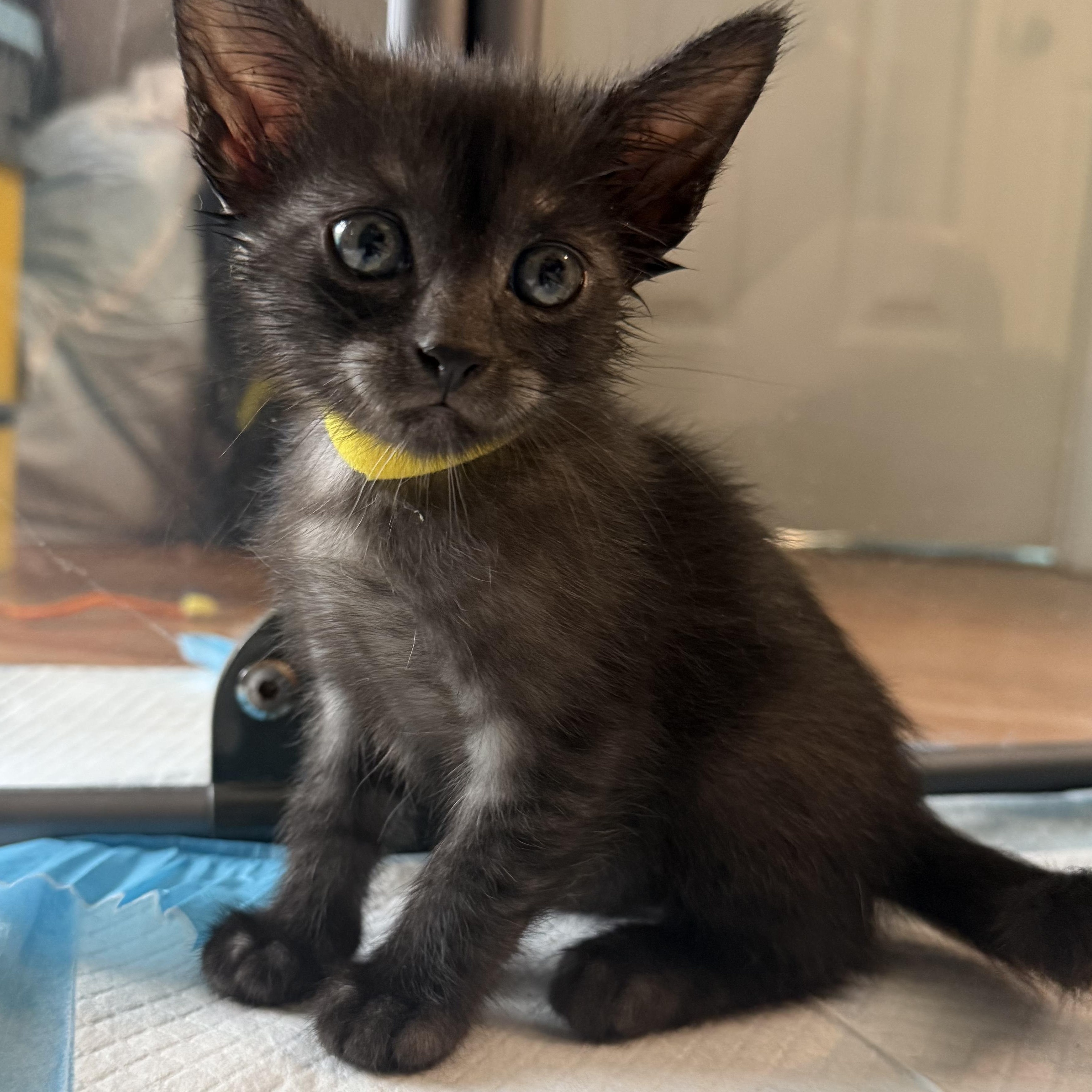 Dusk, a Adoptable Domestic Short Hair in Bryan, TX image 3/4