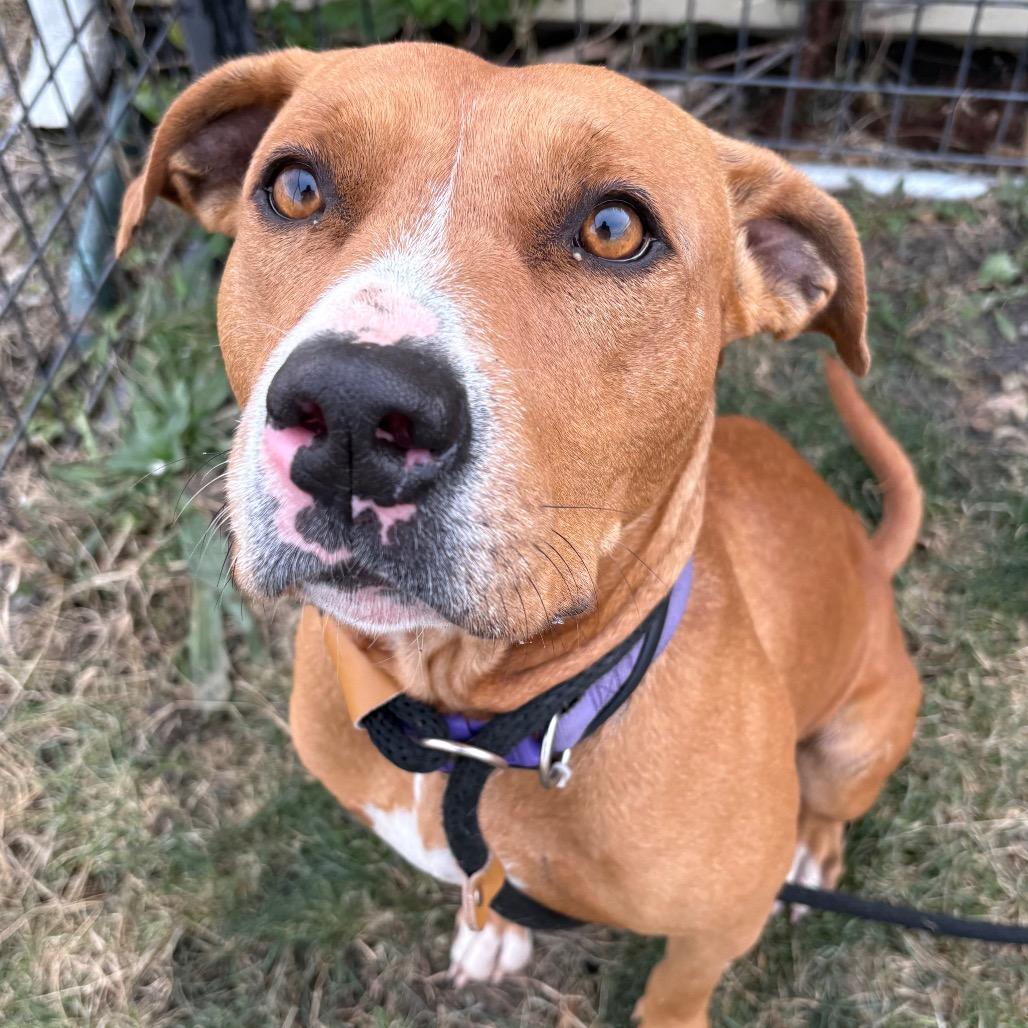Nadya, Adoptable, Adult Female Pit Bull Terrier & Mixed Breed.